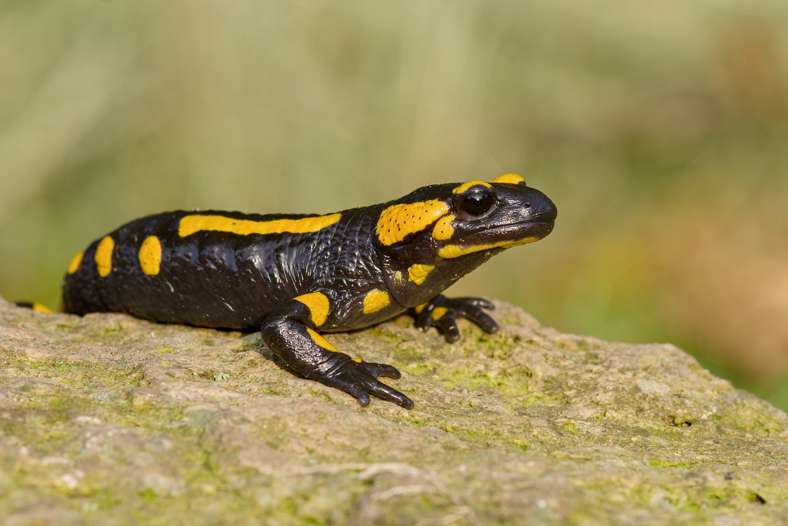 Salamandra salamandra