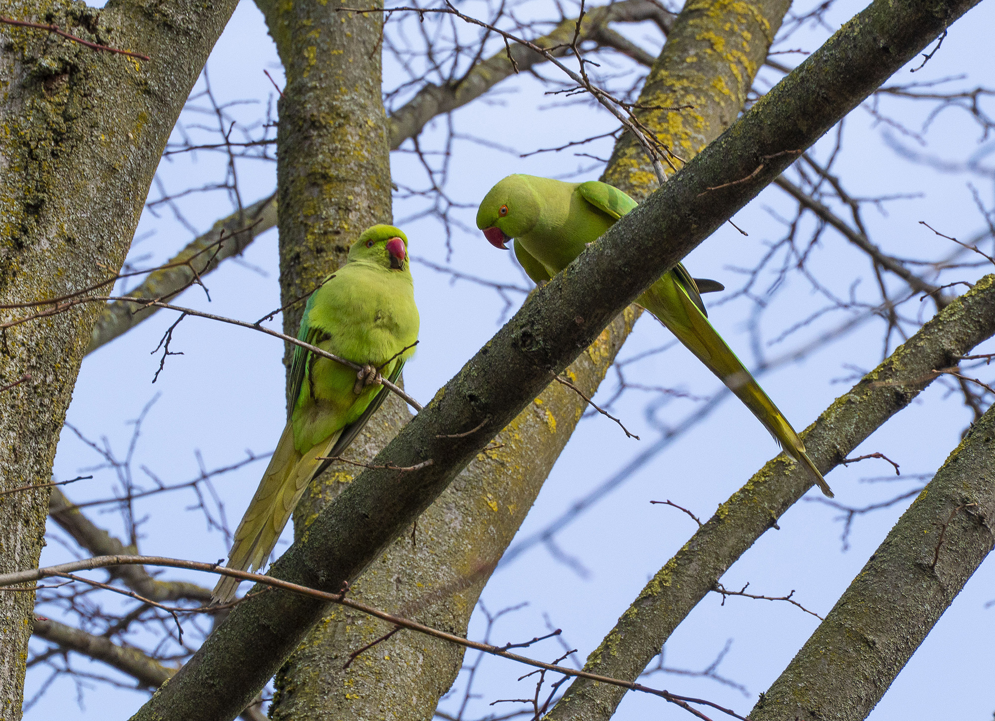Coppia di parrocchetti