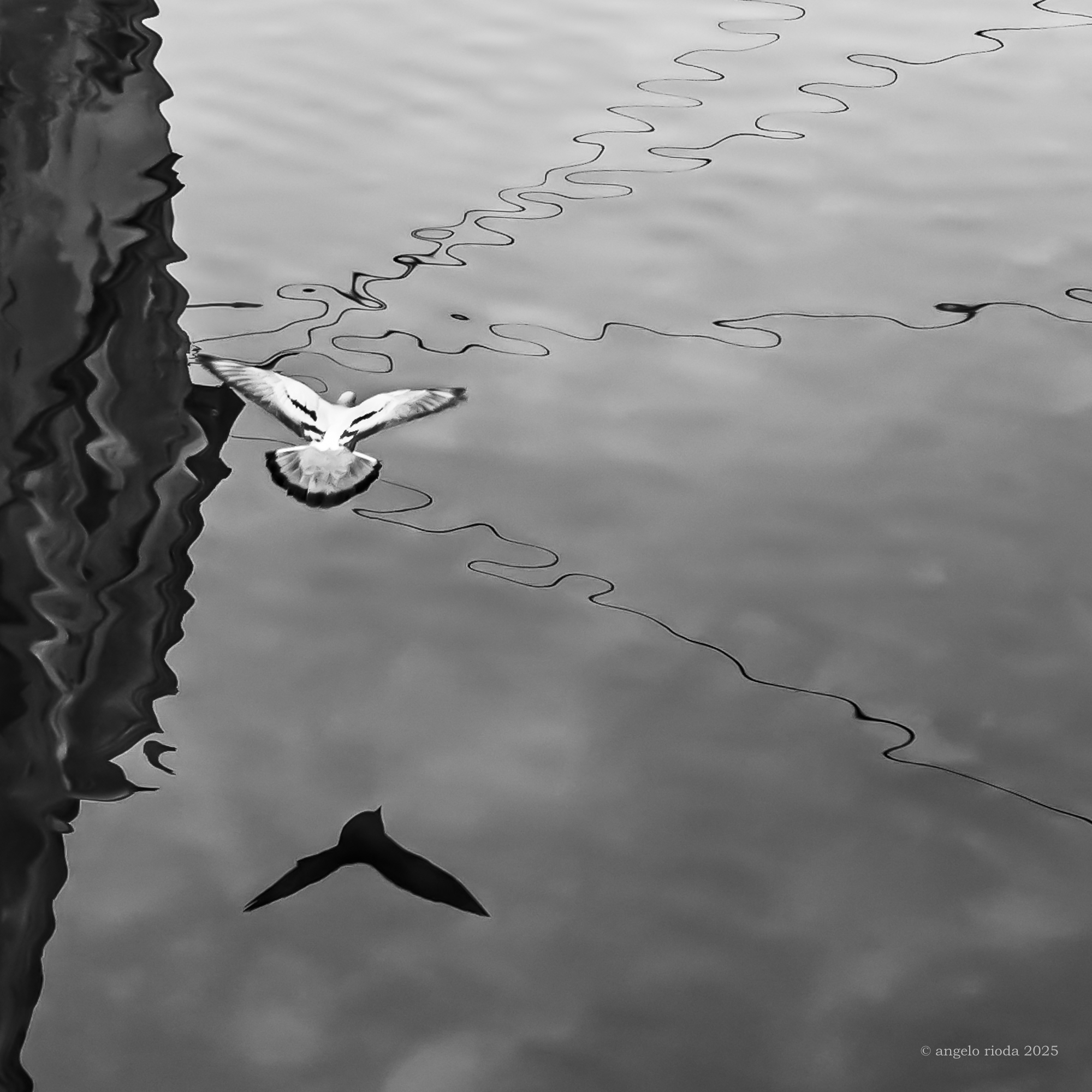 Ali sospese nel tempo