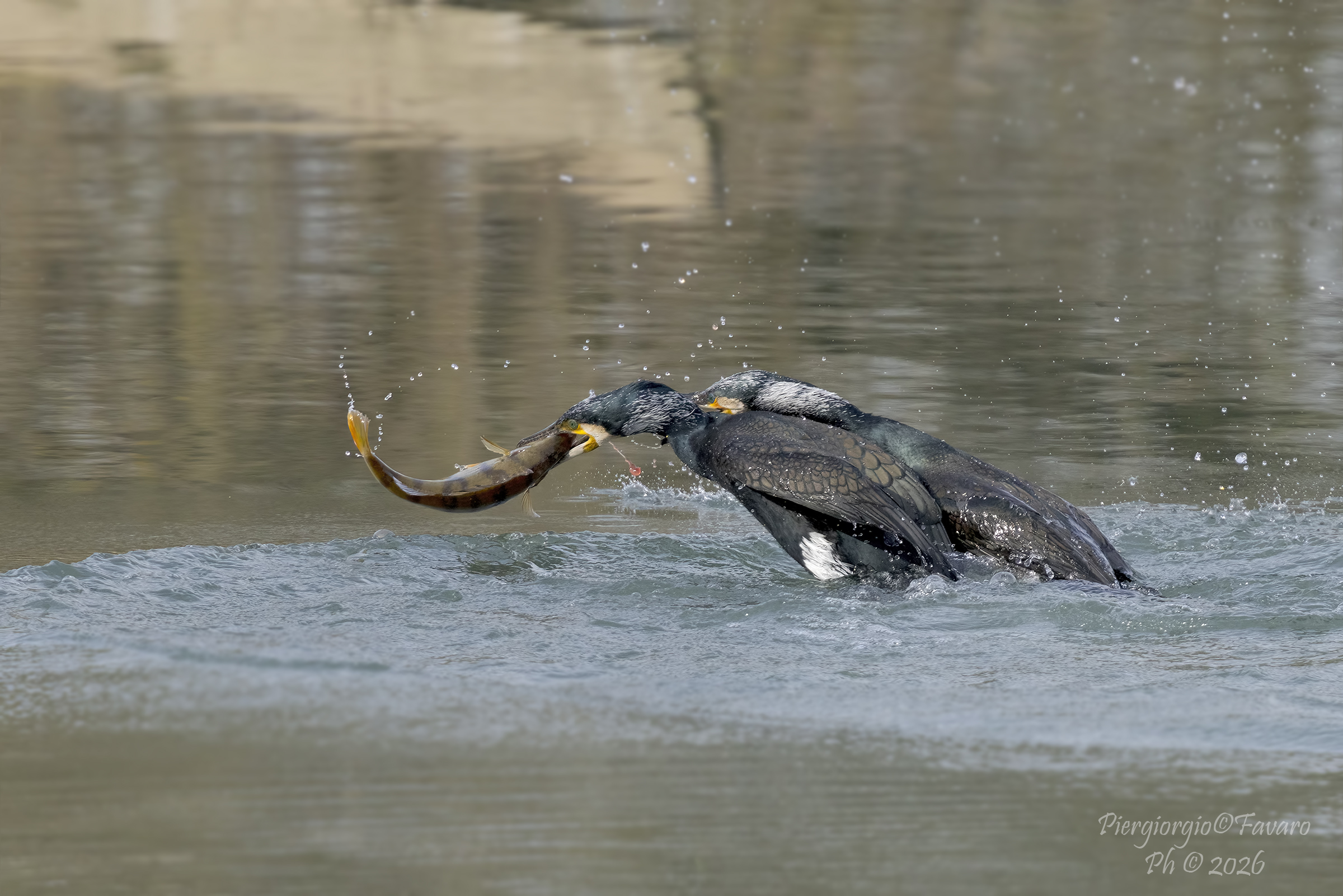 Defense of the prey.