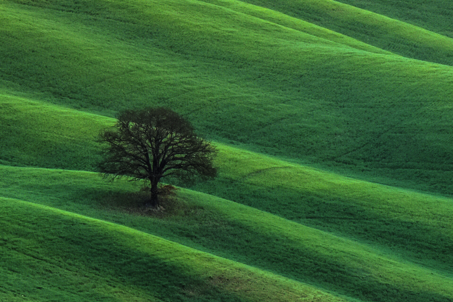 l'albero solitario.