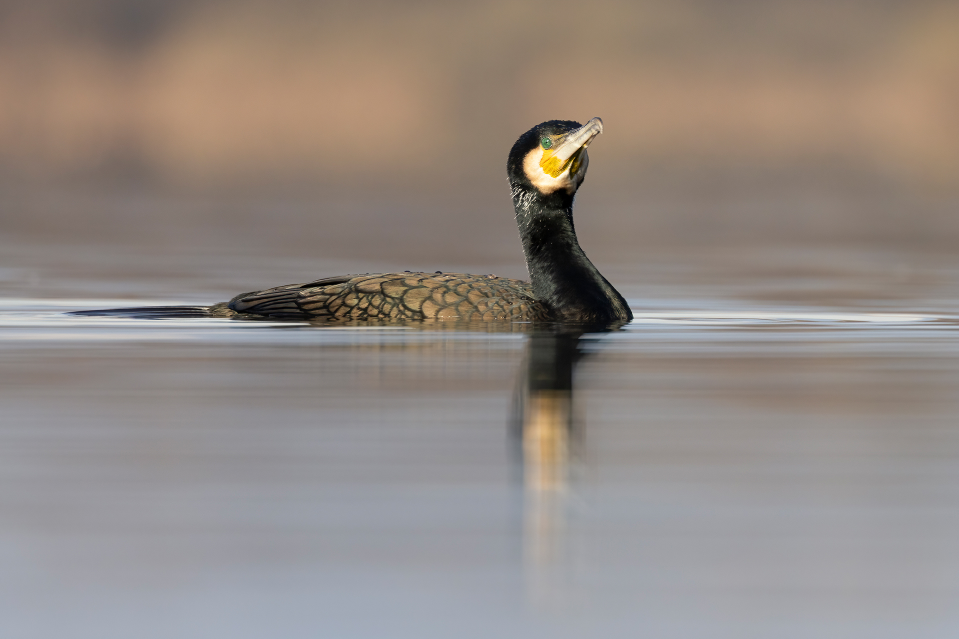 Cormorano