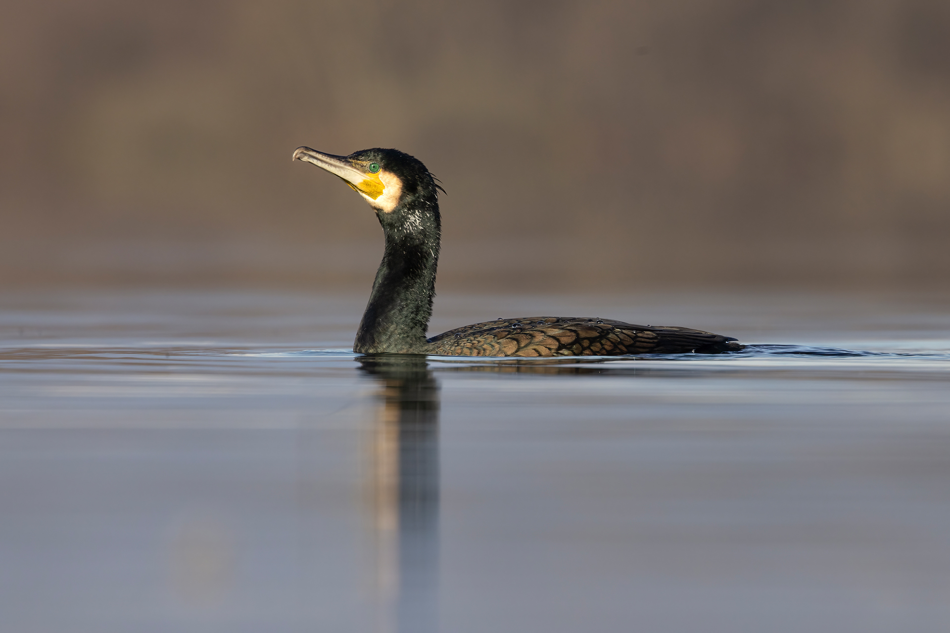 Cormorano