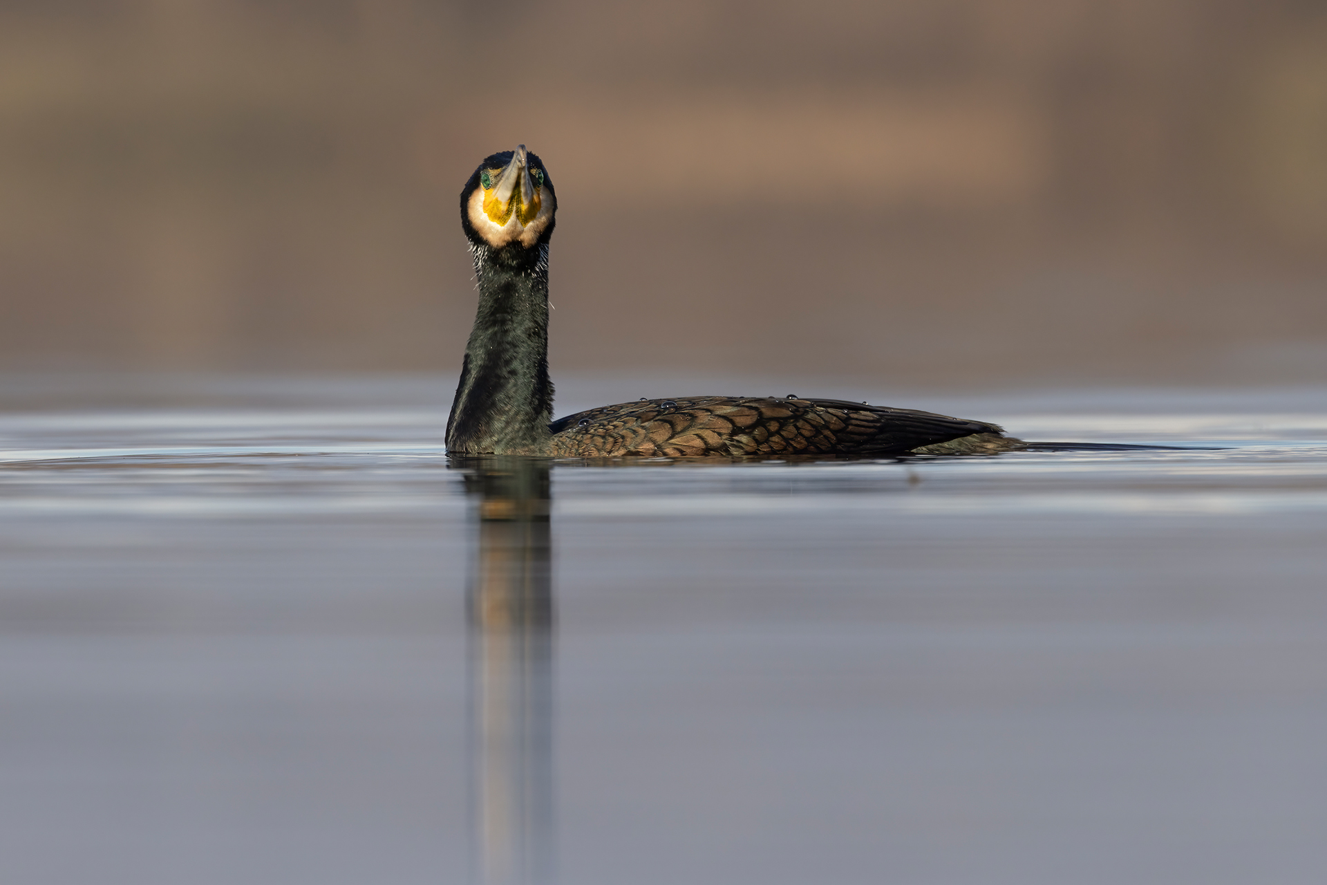 Cormorano