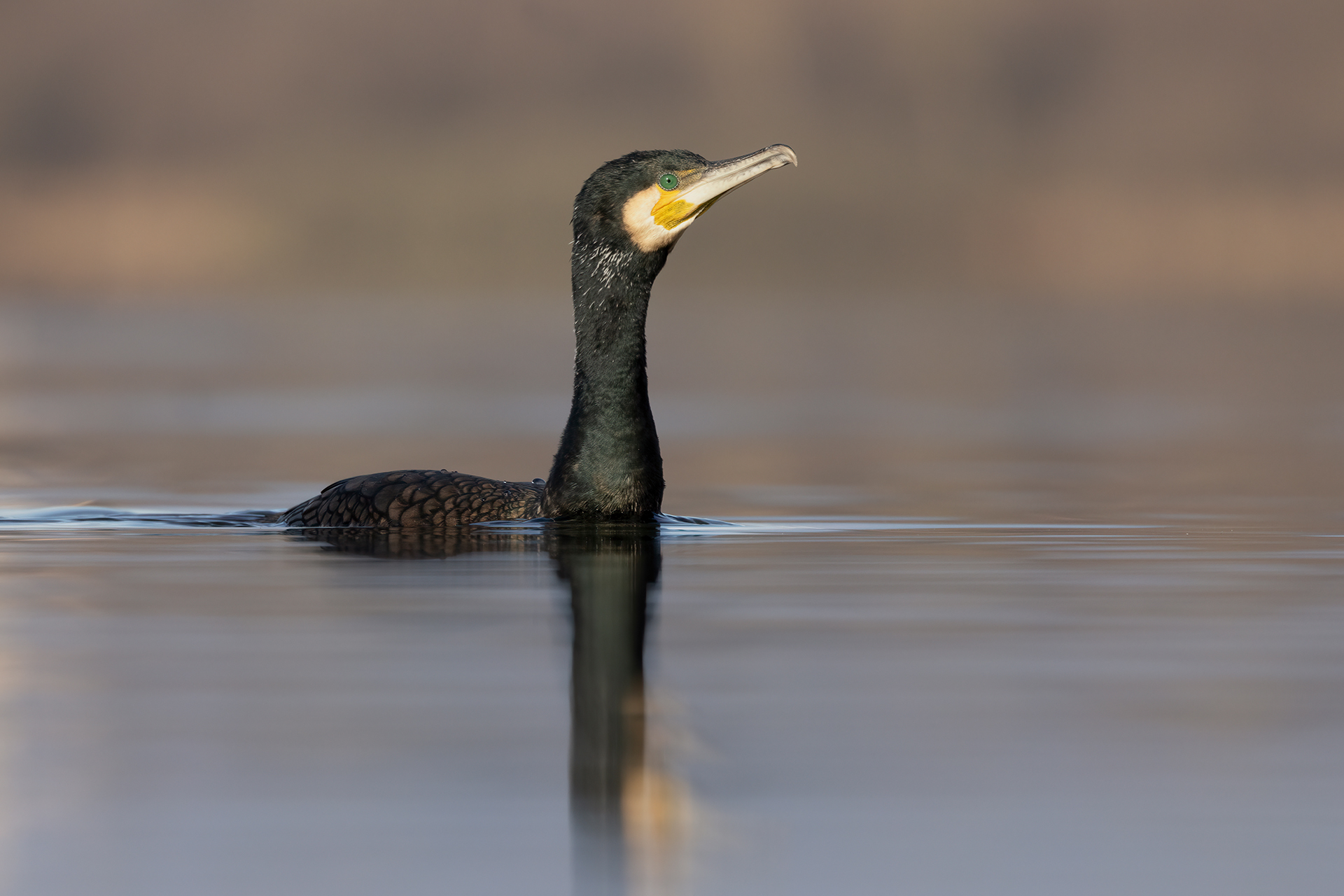 Cormorano