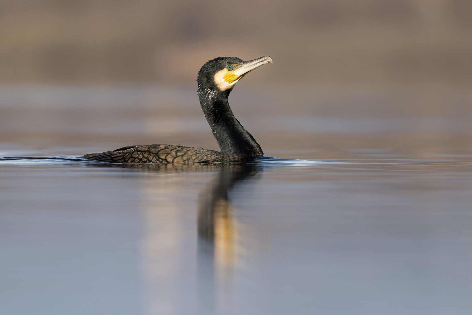 Cormorano