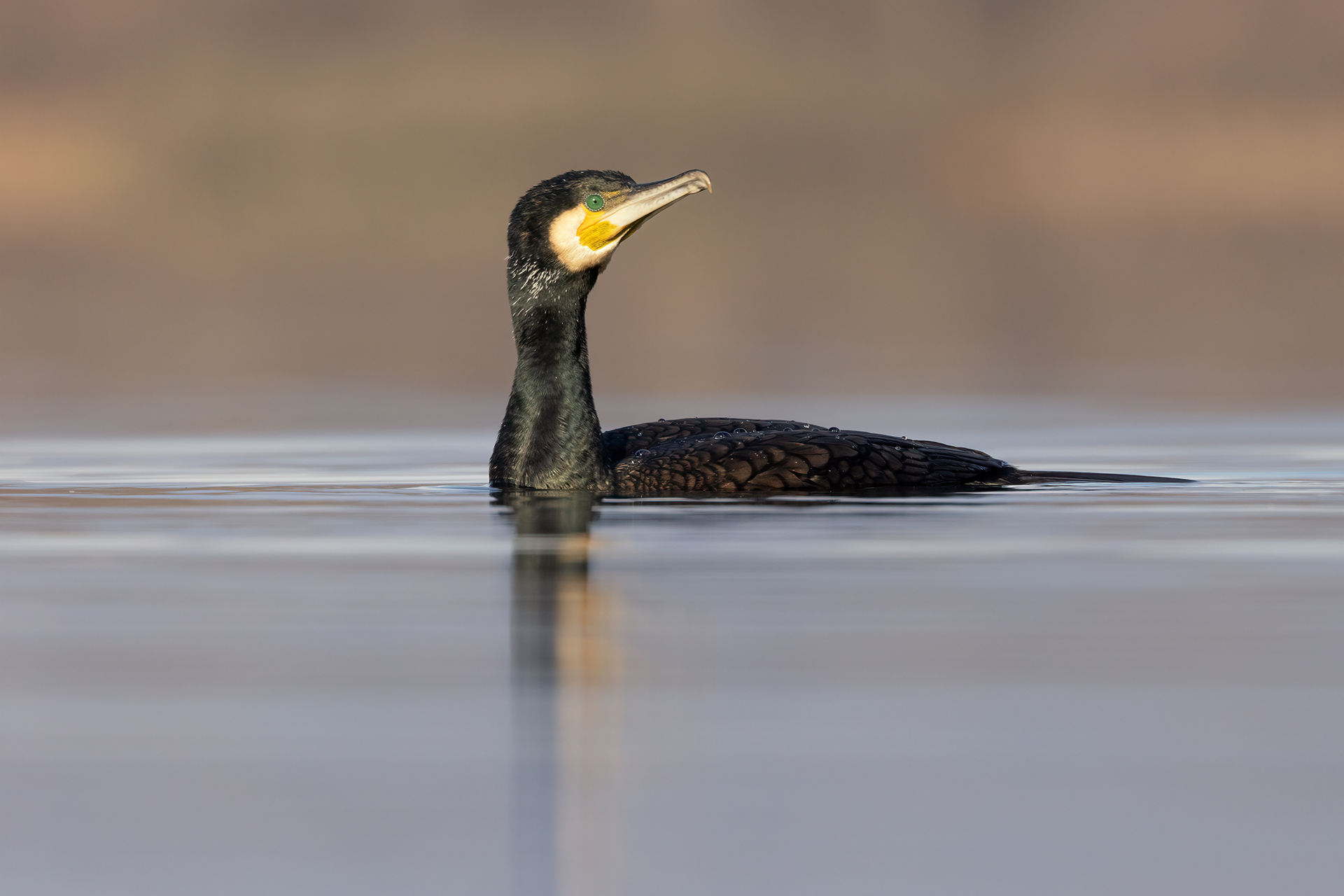 Cormorano