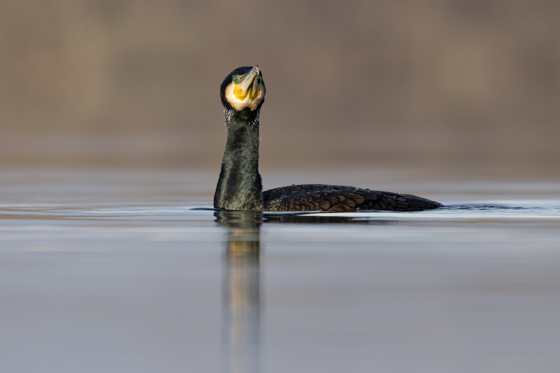 Cormorano