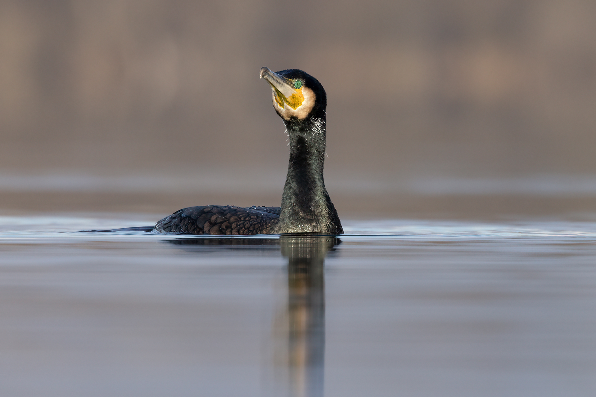 Cormorano