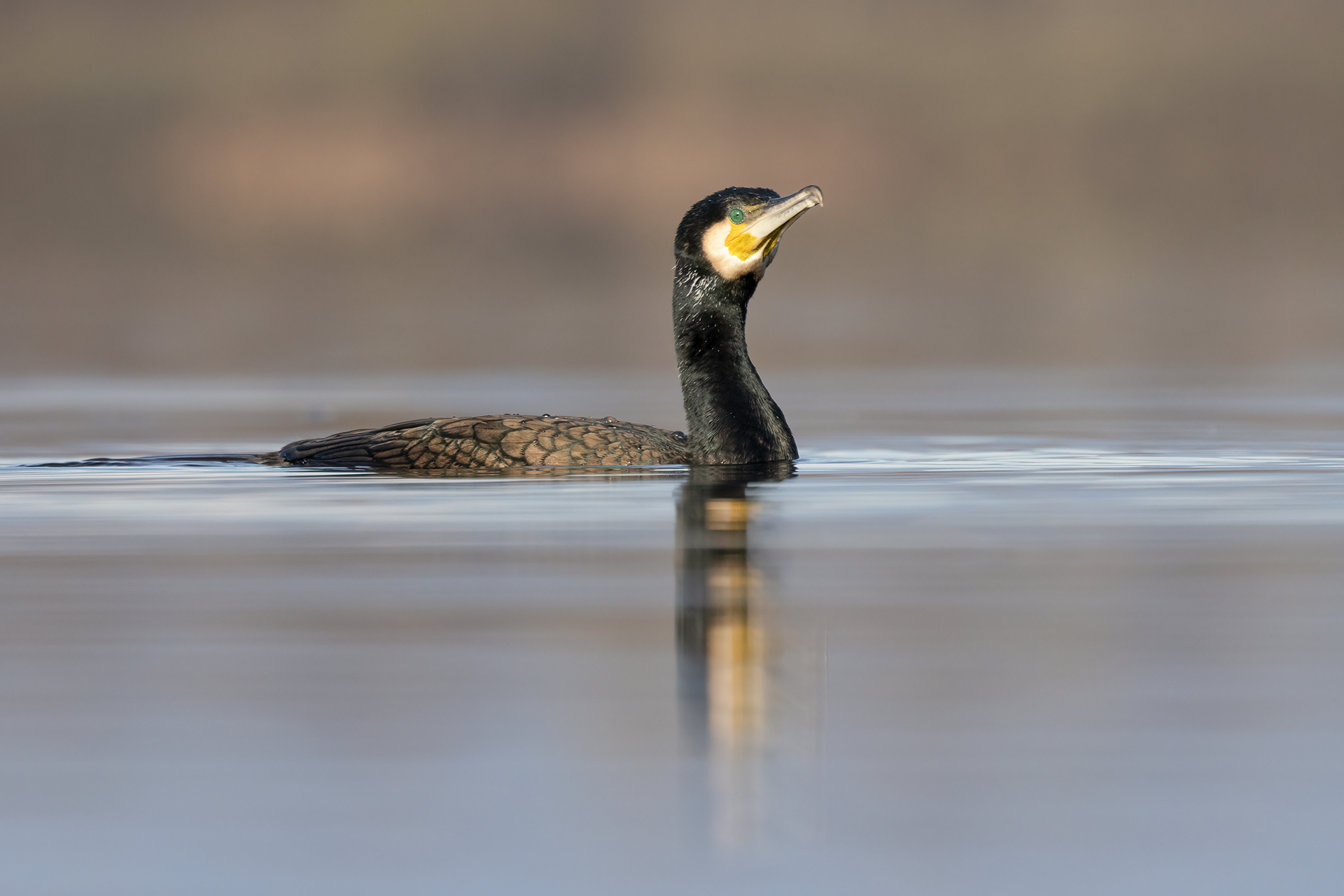 Cormorano