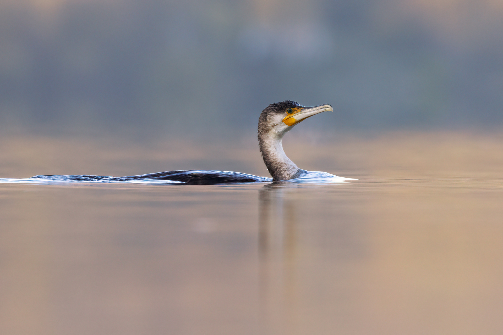 Cormorano