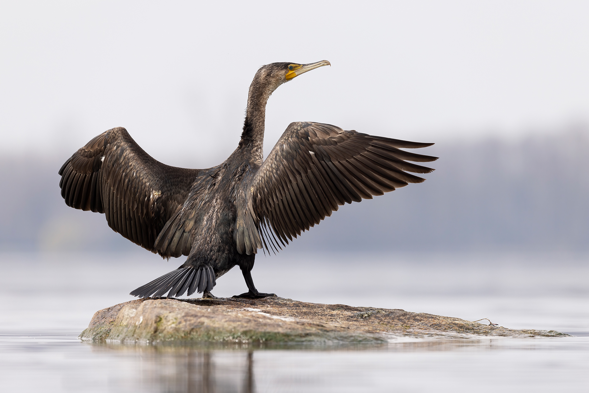 Cormorano