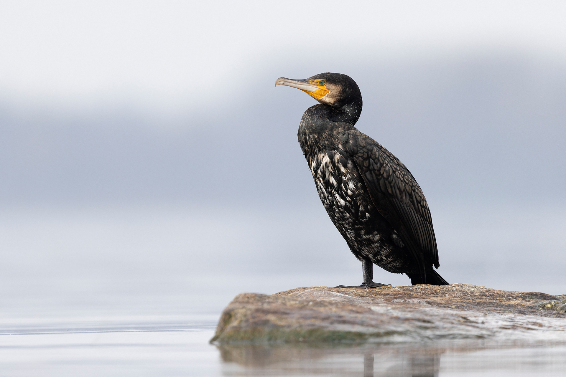 Cormorano