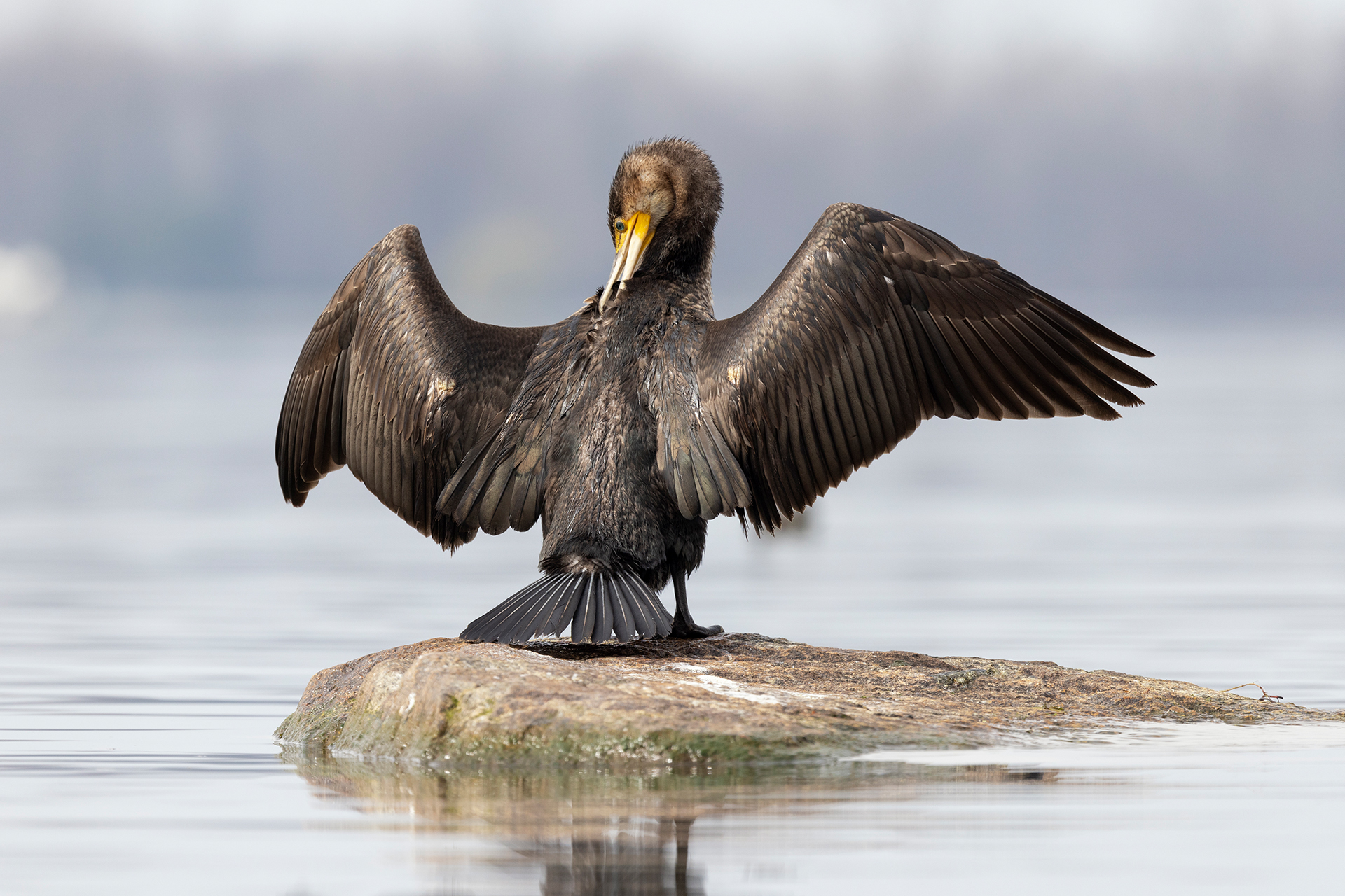 Cormorano
