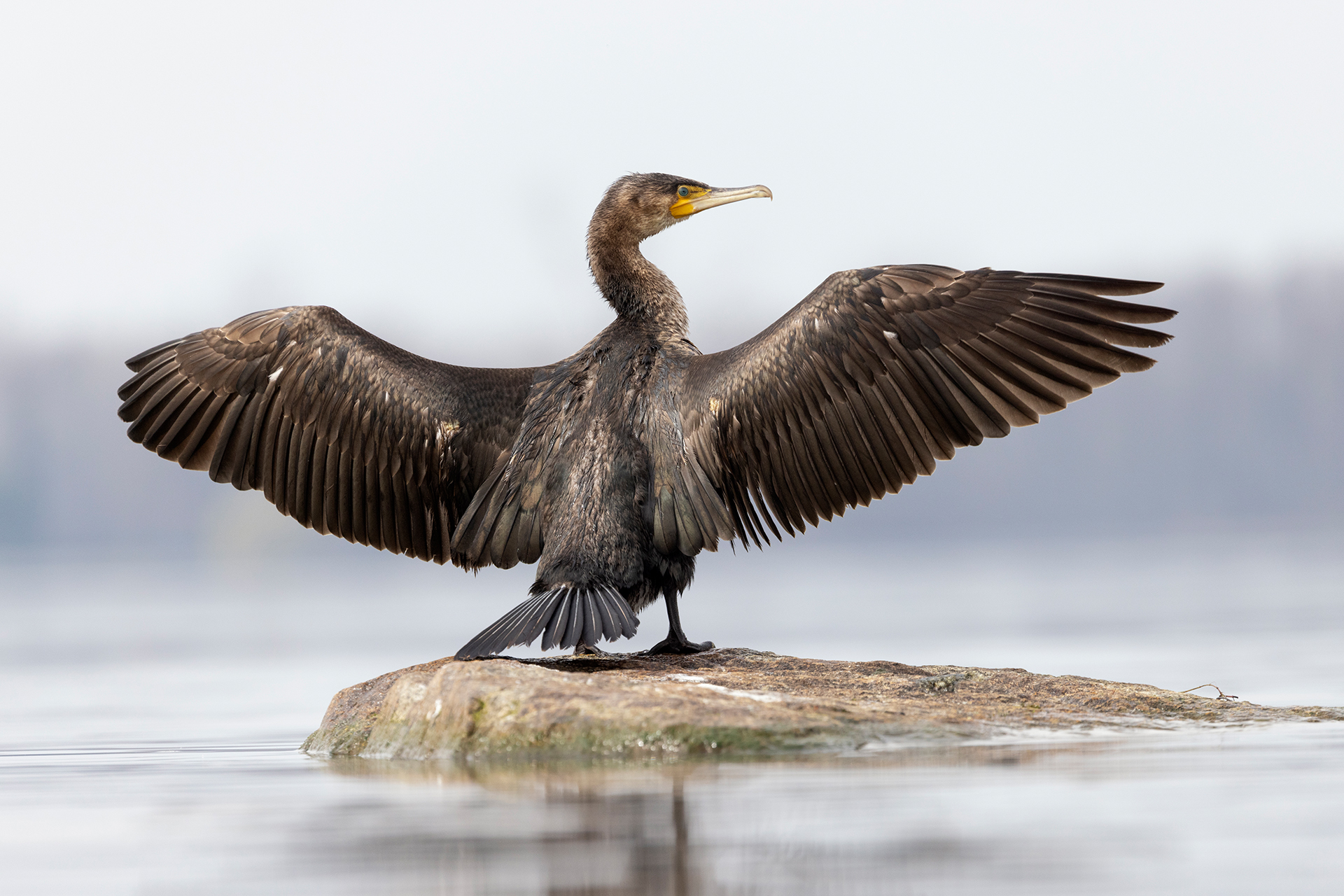 Cormorano