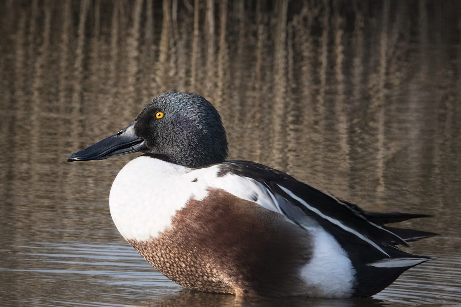 Mestolone (digiscoping)