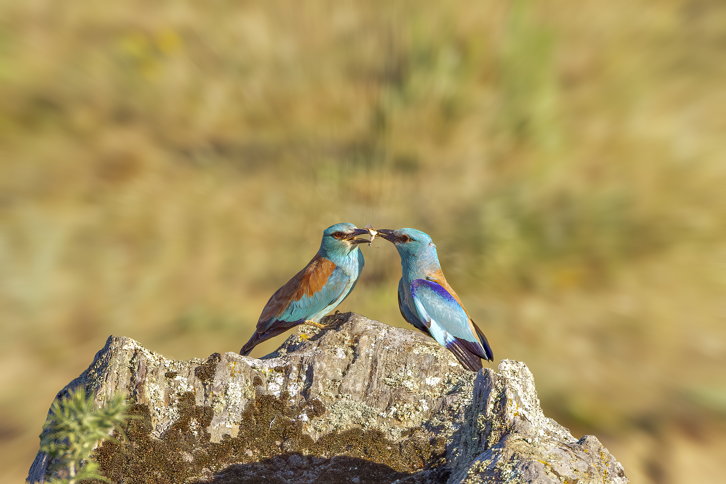 European Roller - The Exchange of Gifts