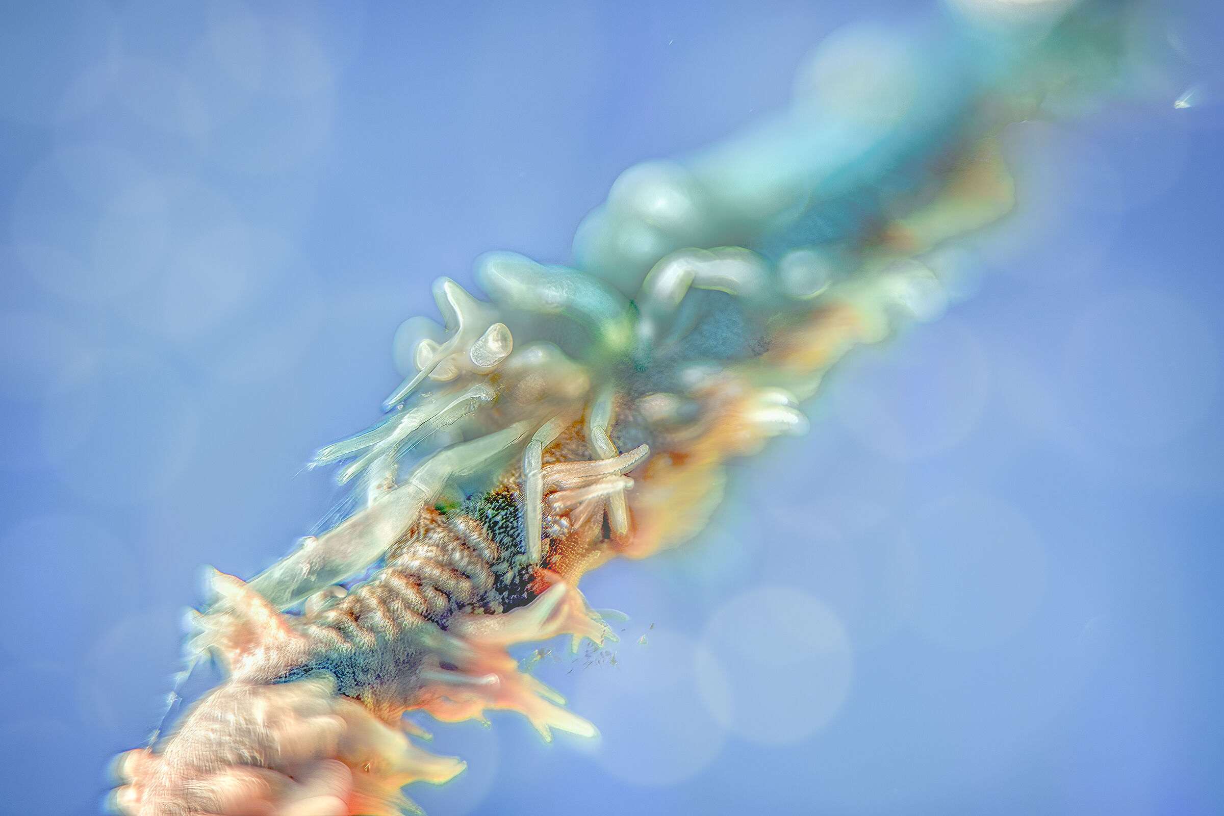 shrimp over coral  high key Bali , tulamben