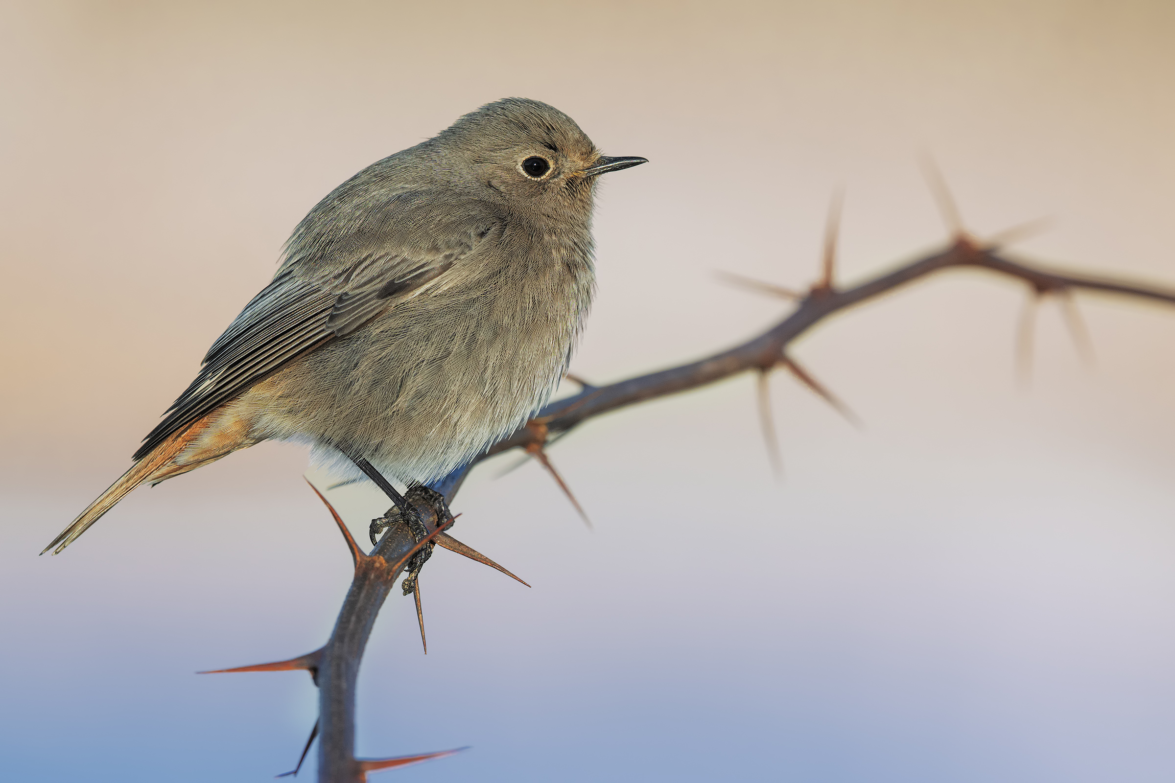 Codirosso spazzacamino