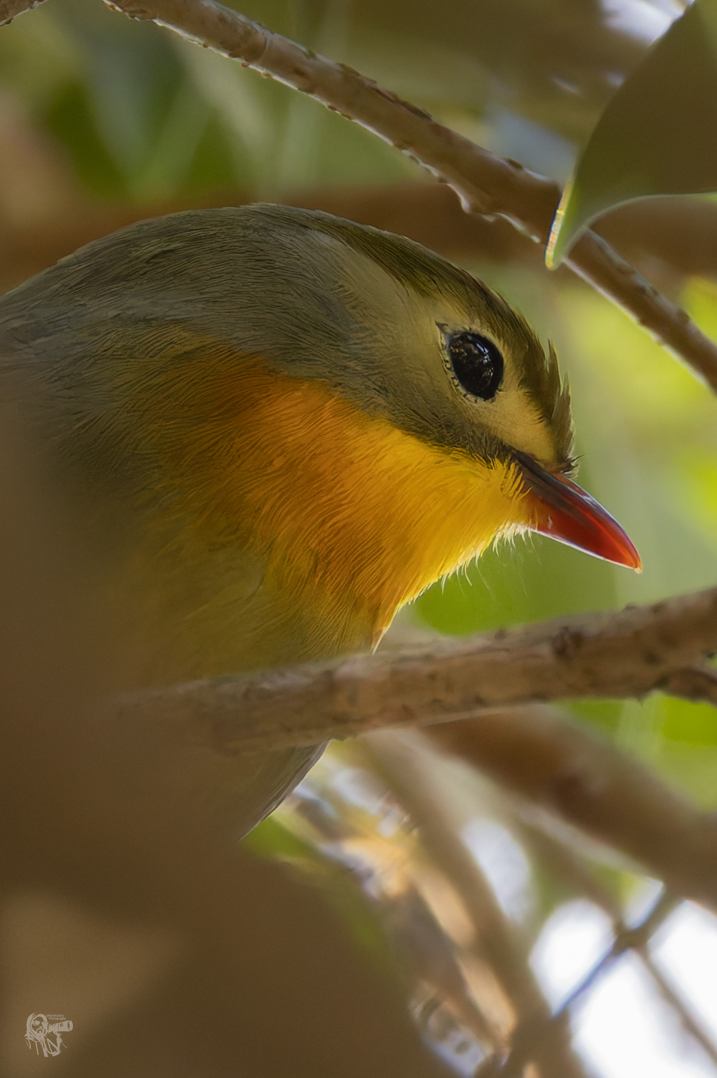 Nightingale of Japan