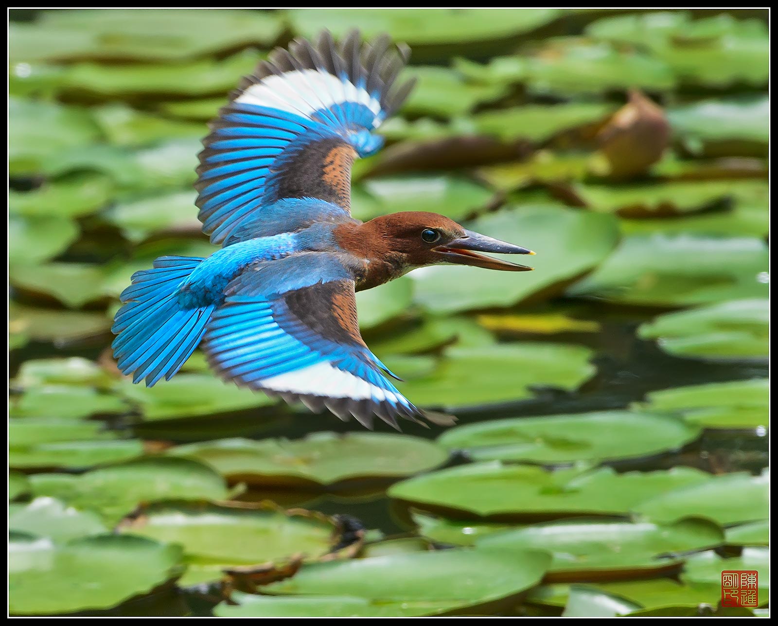 Kingfisher golabianca