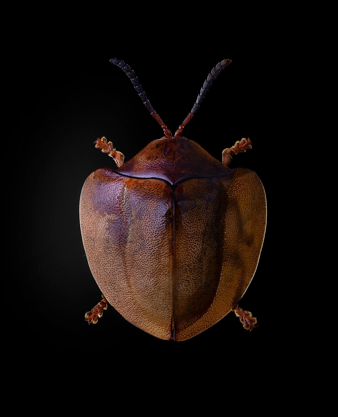 Chrysomelidae