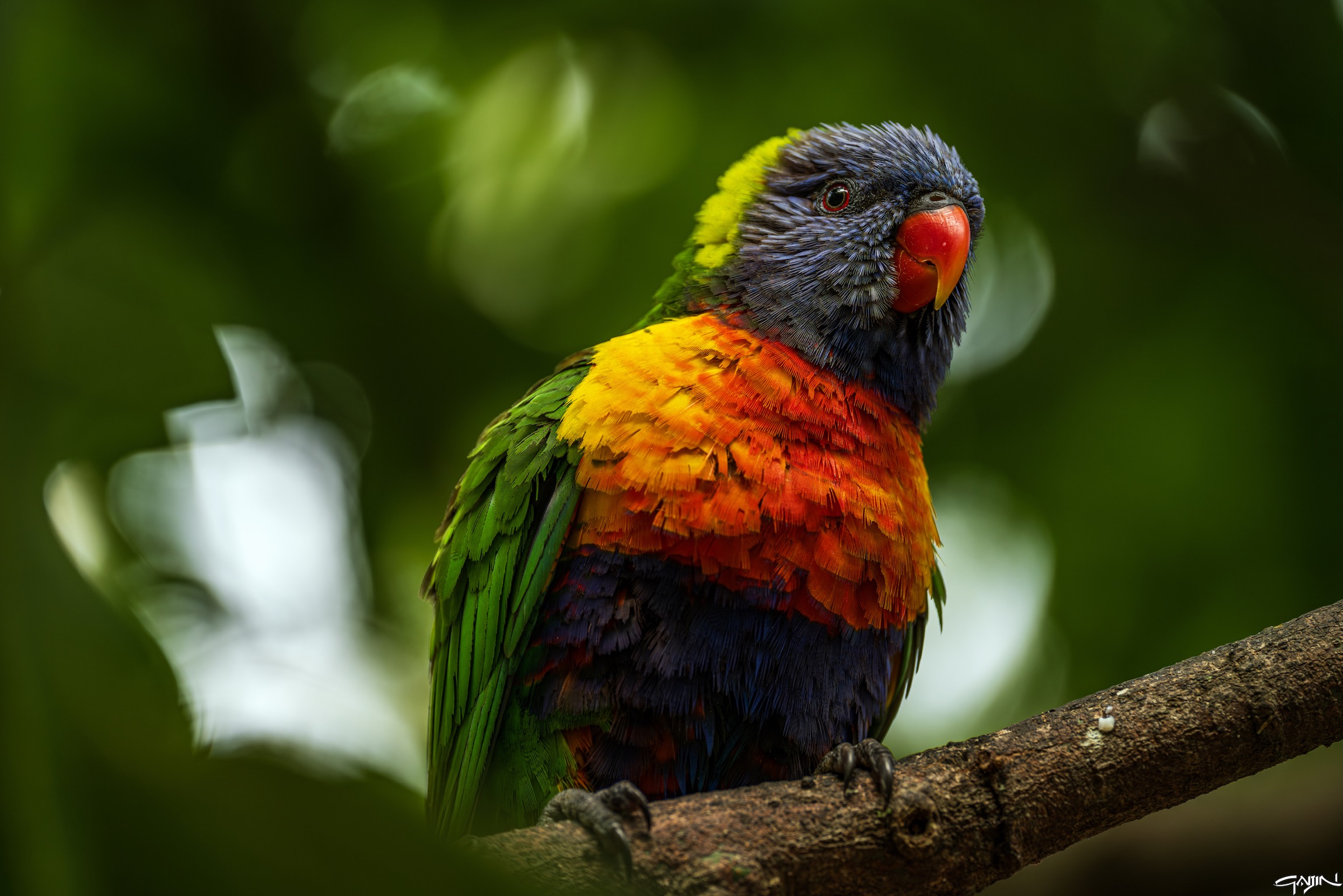 Lorichetto arcobaleno