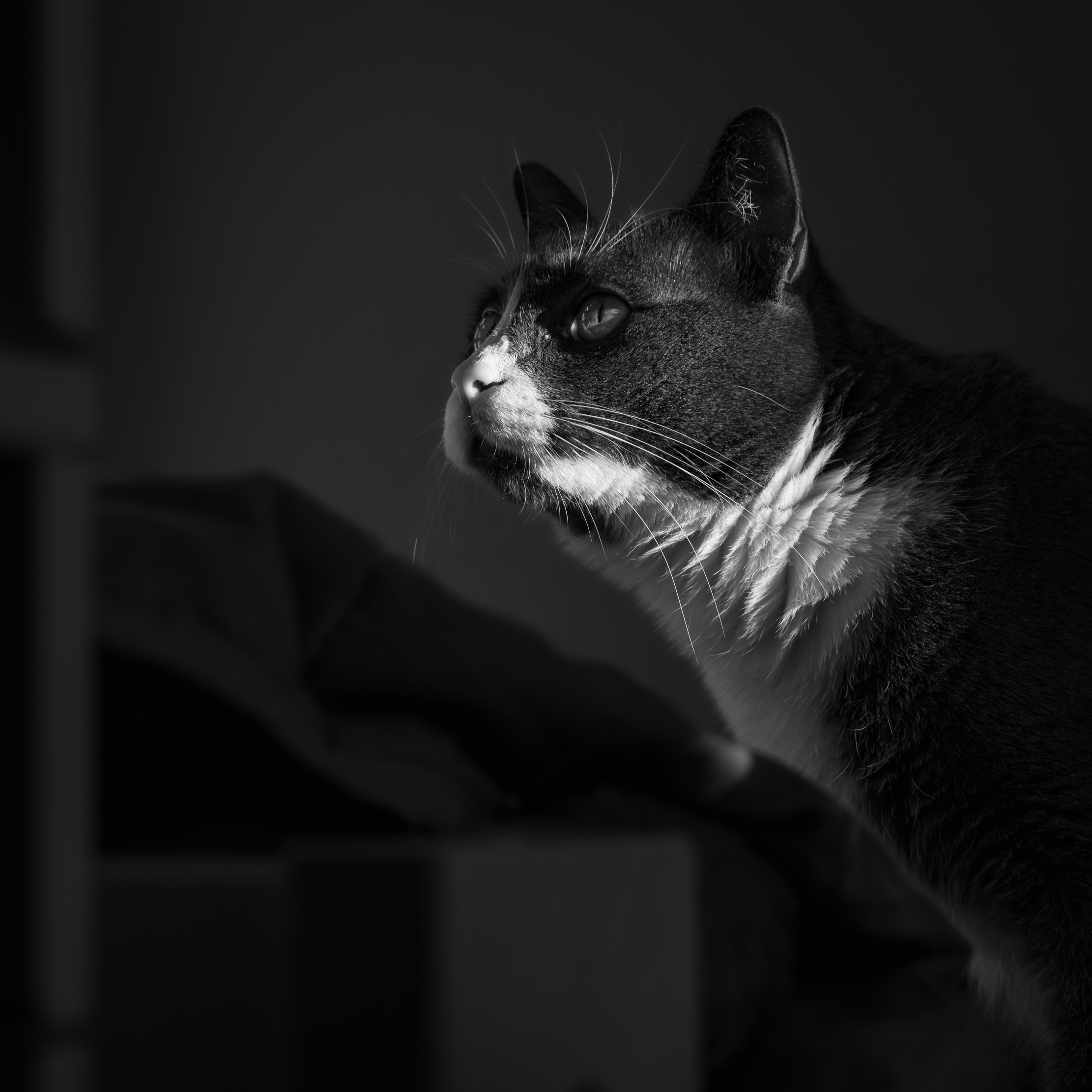 Waiting for the (afternoon) sun