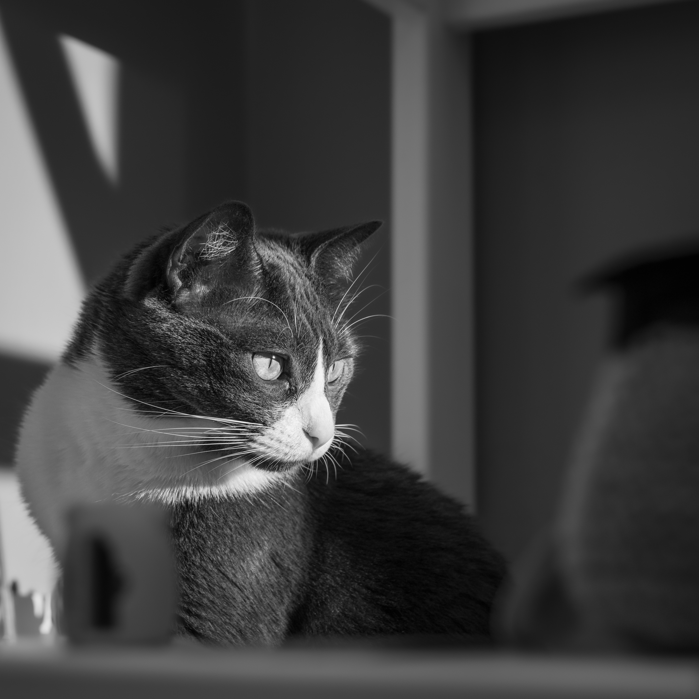 Waiting for the (afternoon) sun #2