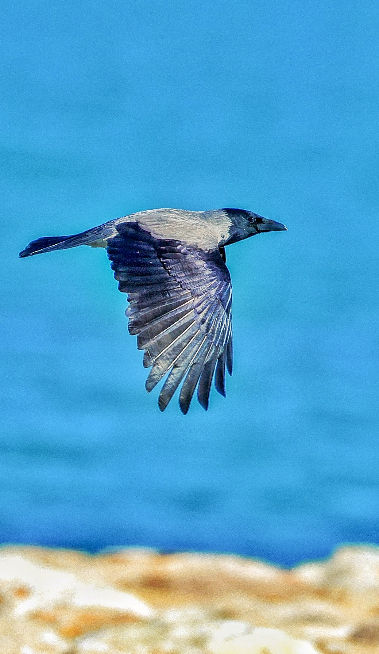 Corvus cornix