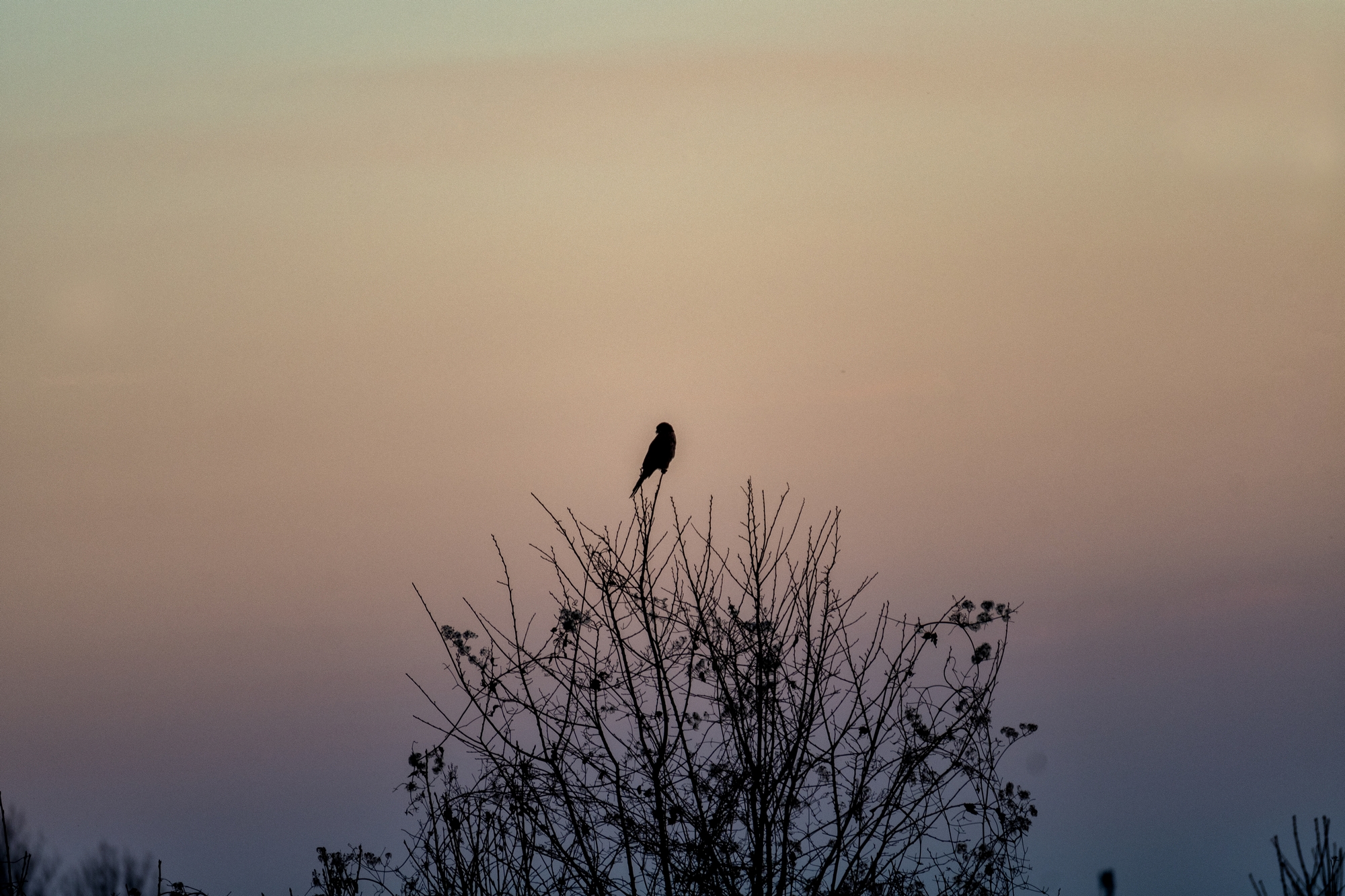 Untitled Photo