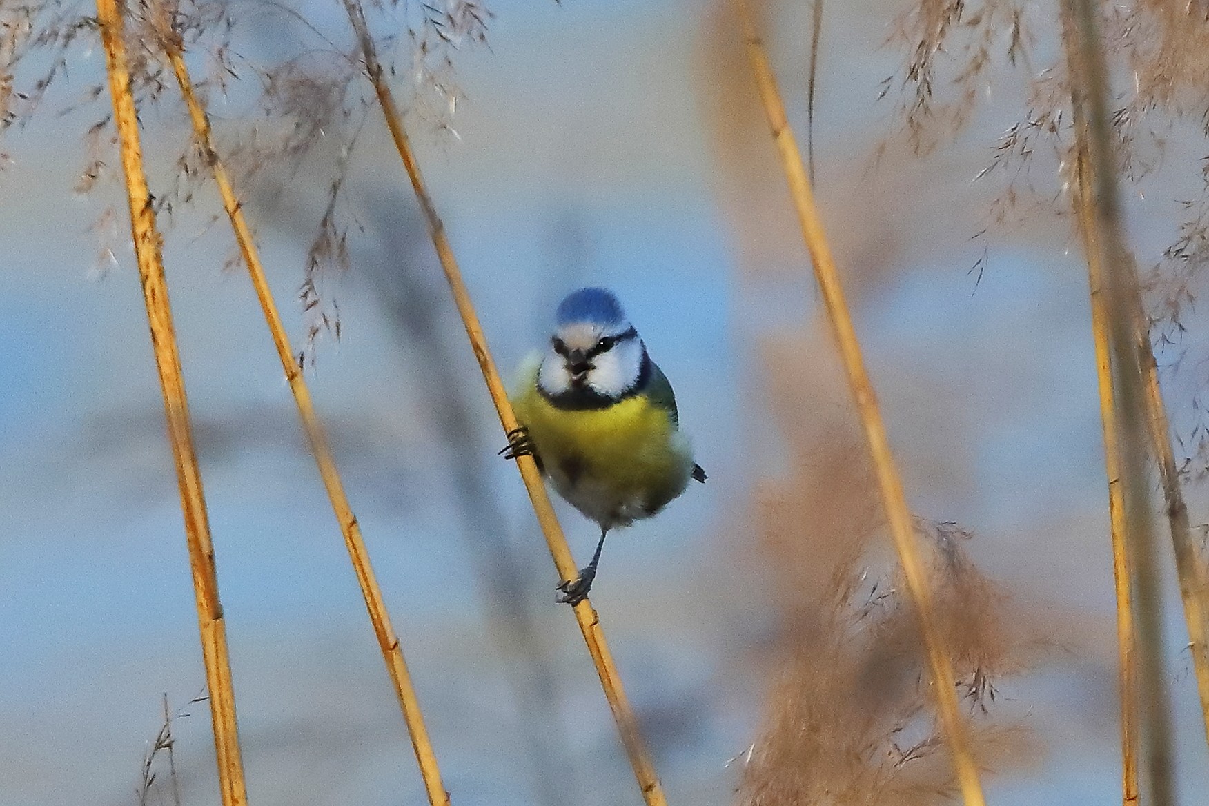 Cinciarella 21 febbraio 2026