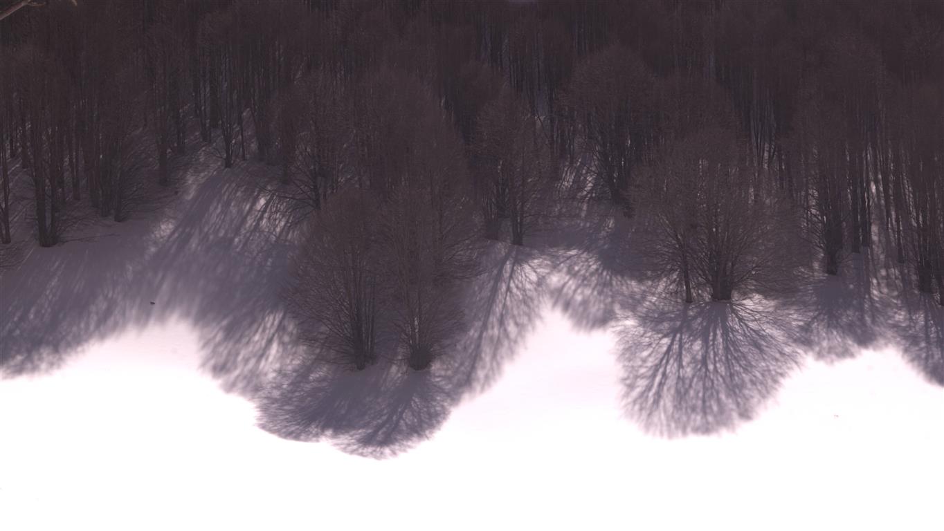 Tree Reflections 2