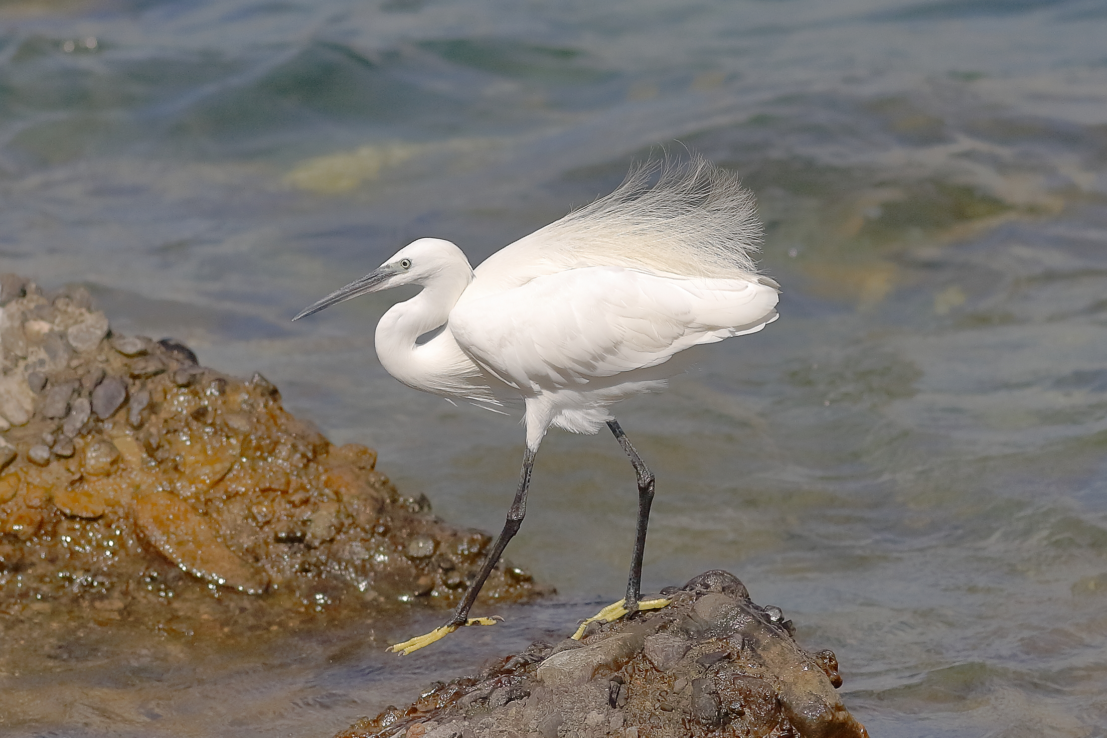 Garzetta 18 settembre 2025 - 0024
