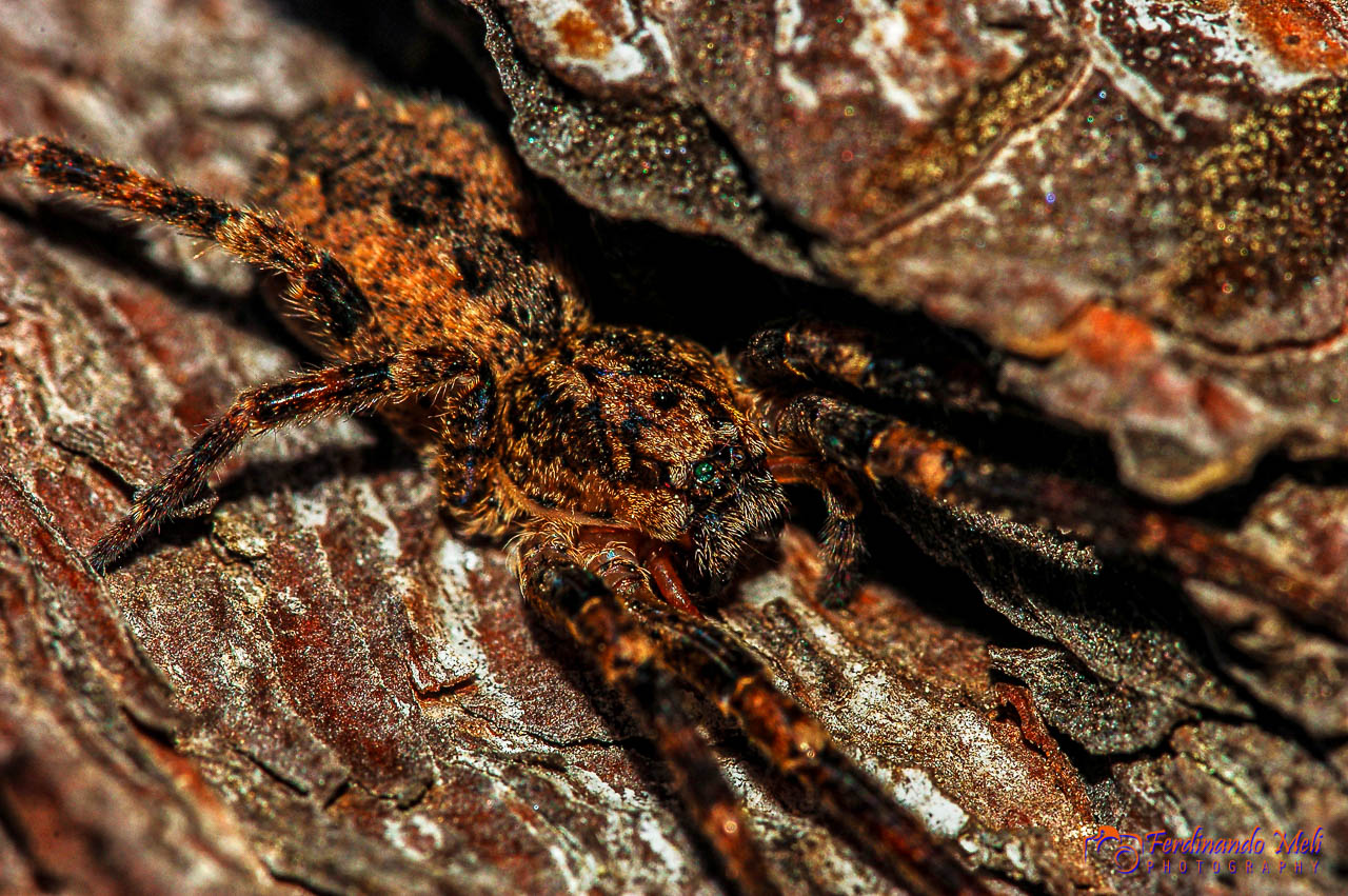 Spider