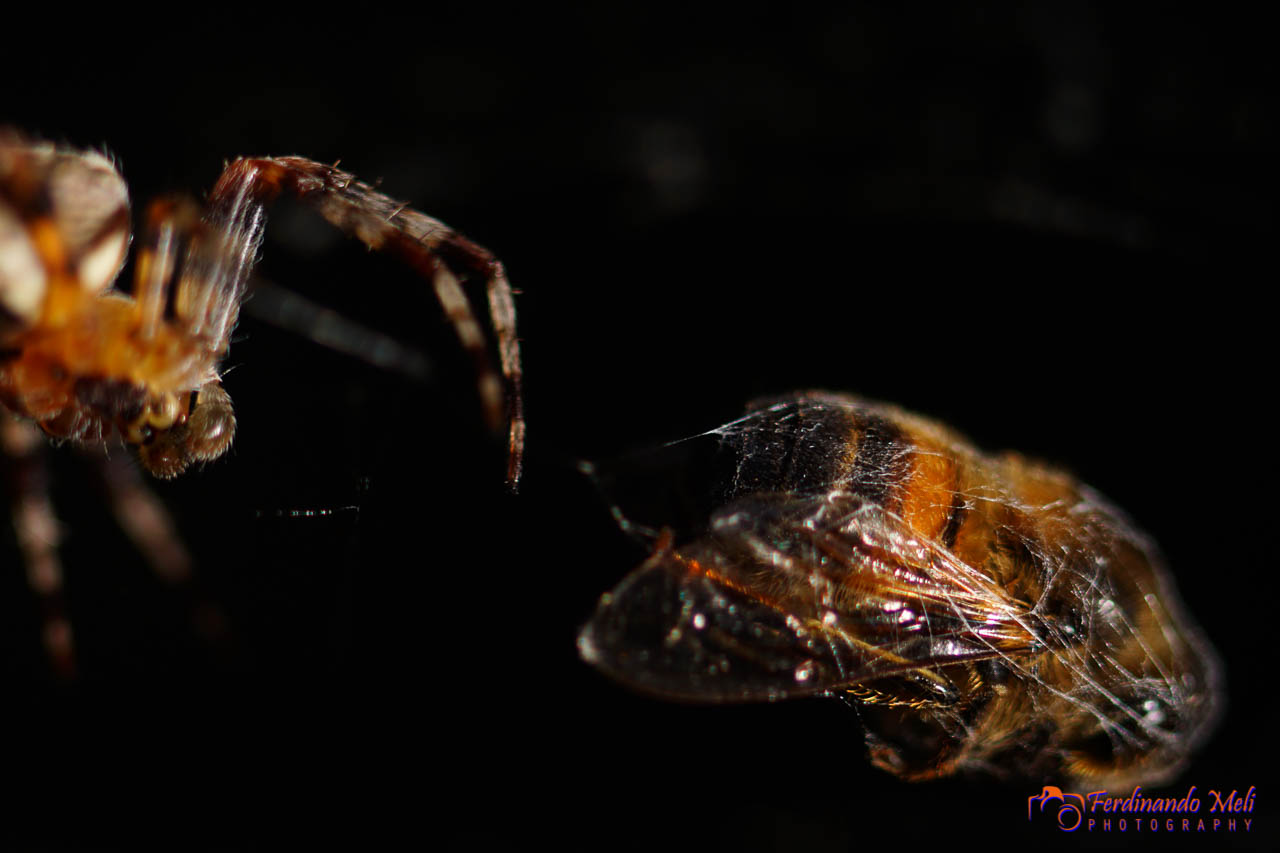 Spider vs beer