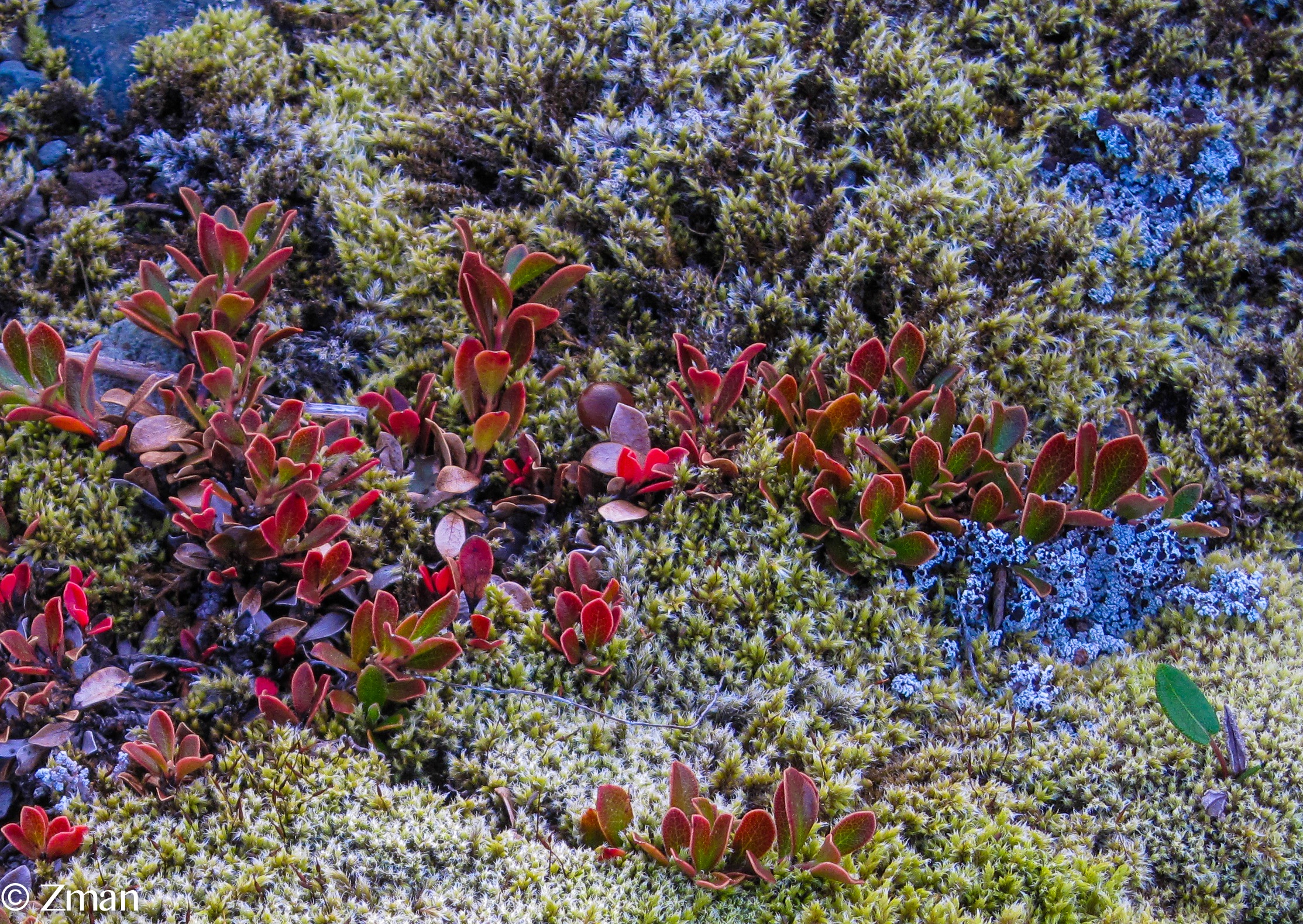 Wild Icelandic Flowers