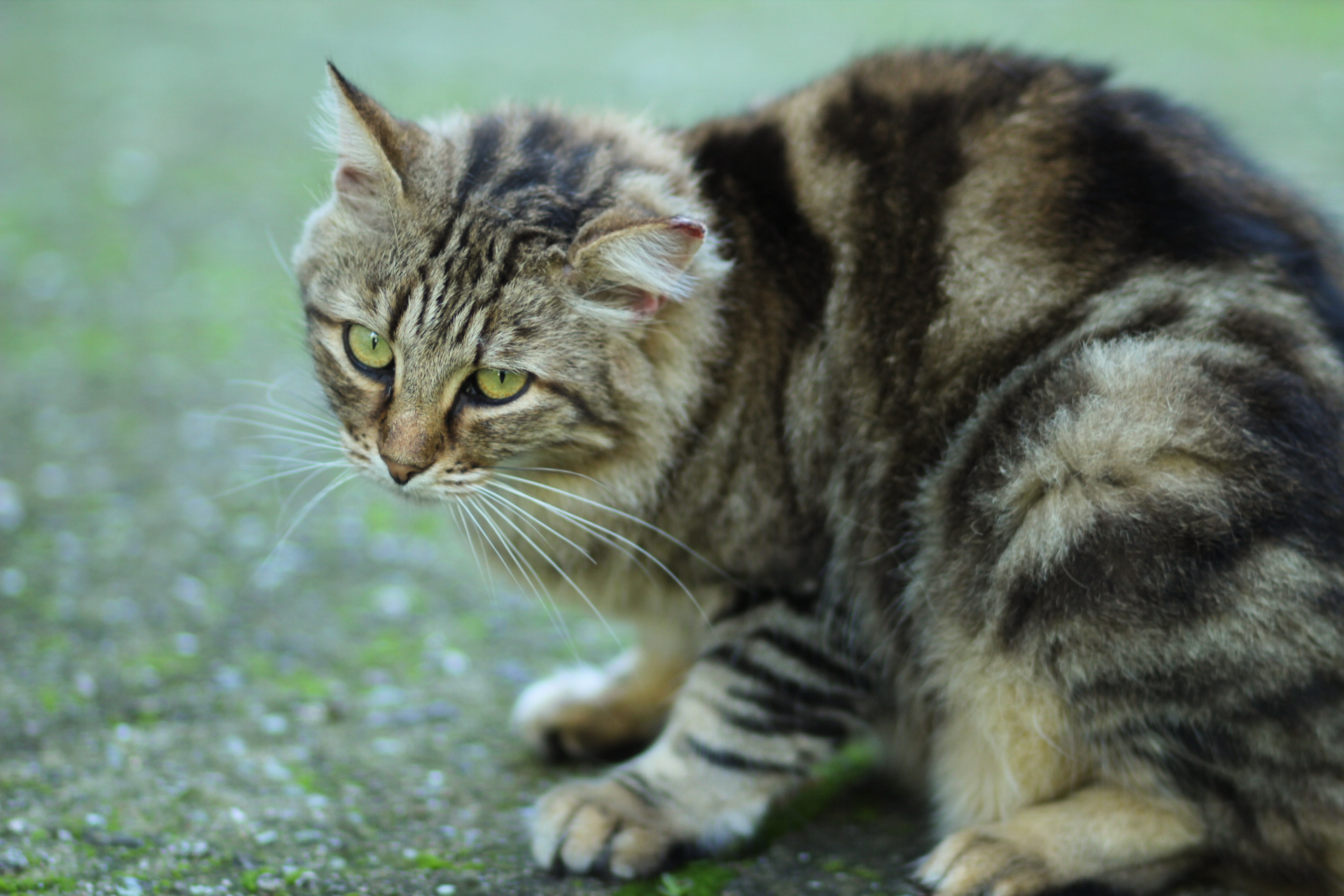 Brunhilde has finished scratching herself