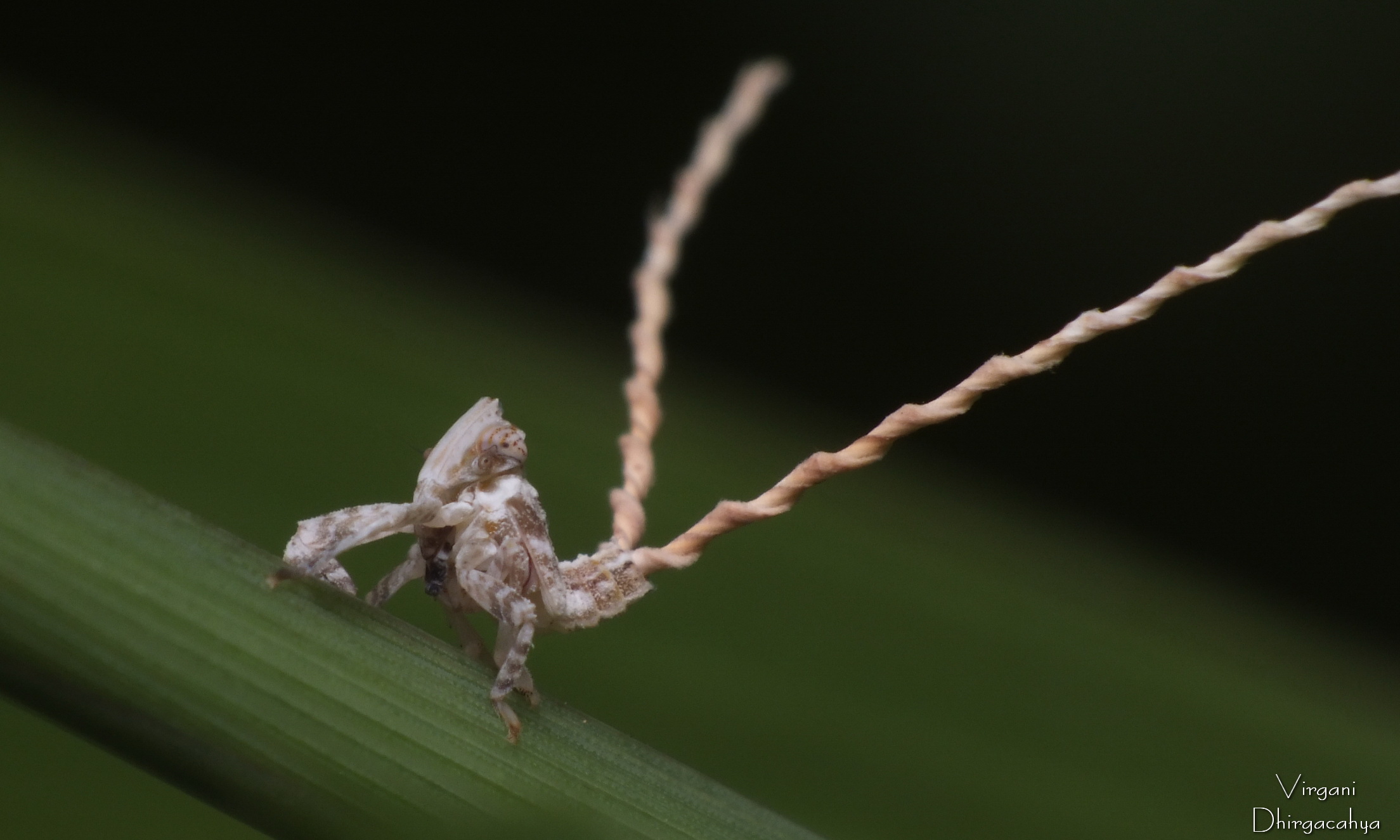 Leafhopper with Long Tail