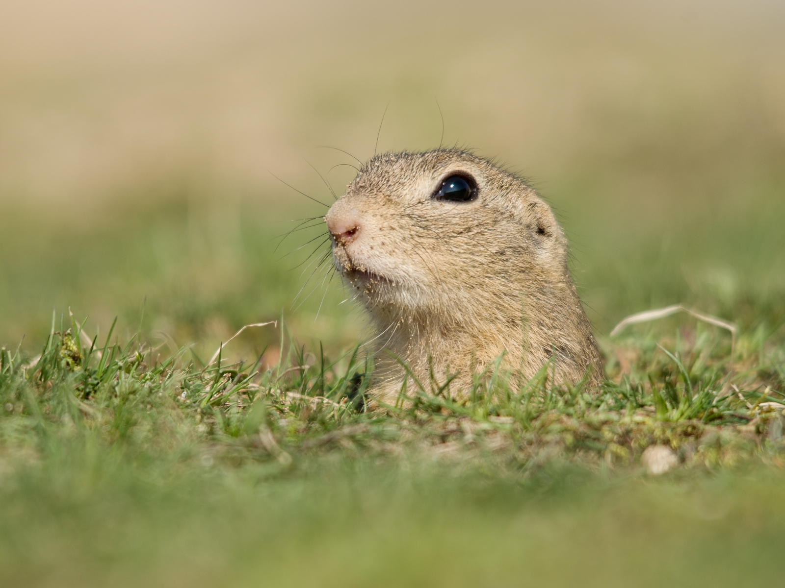 ground squirrel