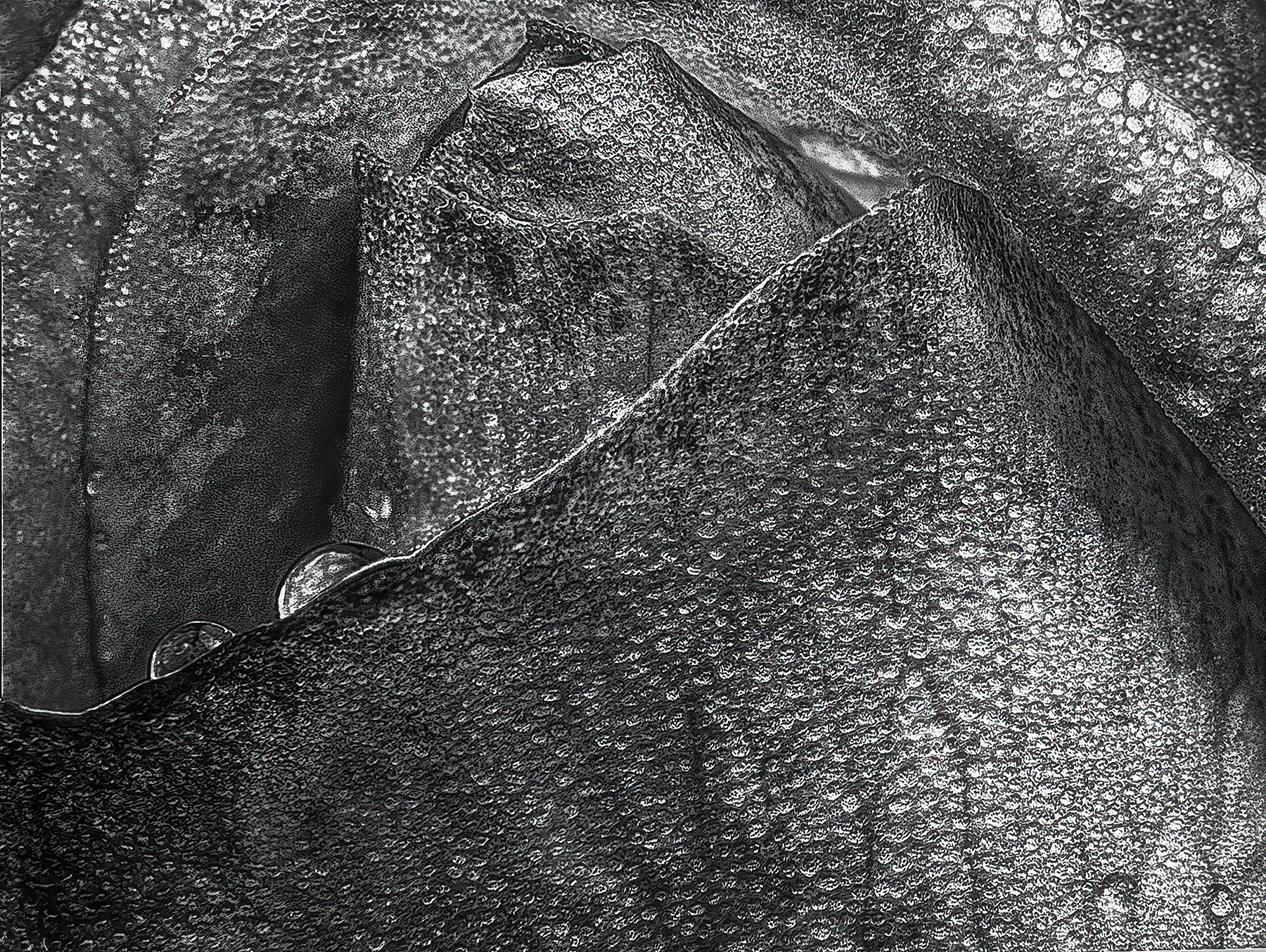 The rose after the rain