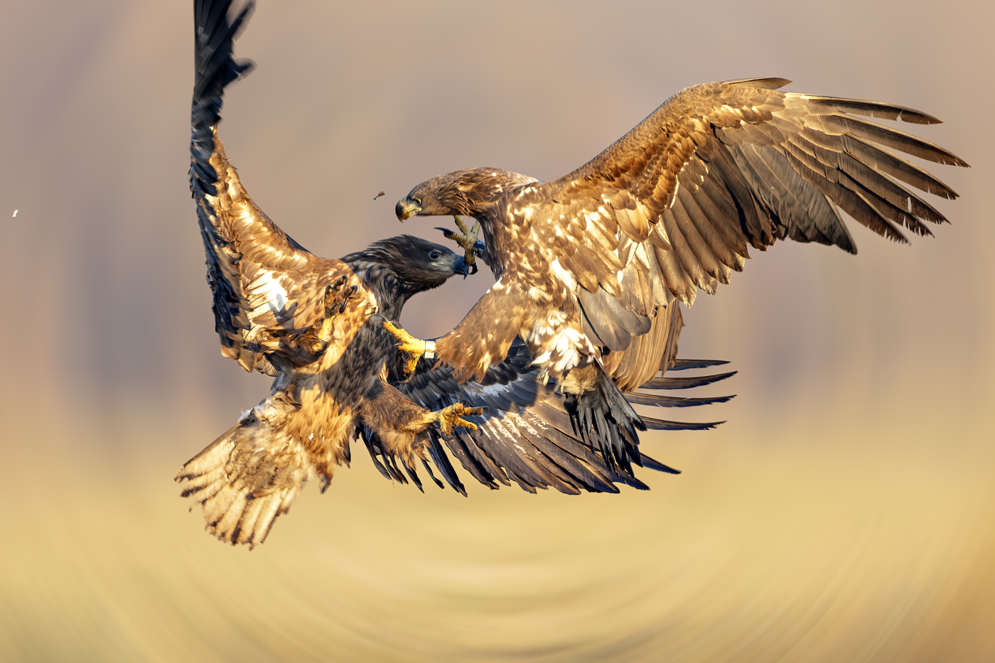 White-tailed sea eagle - interactions