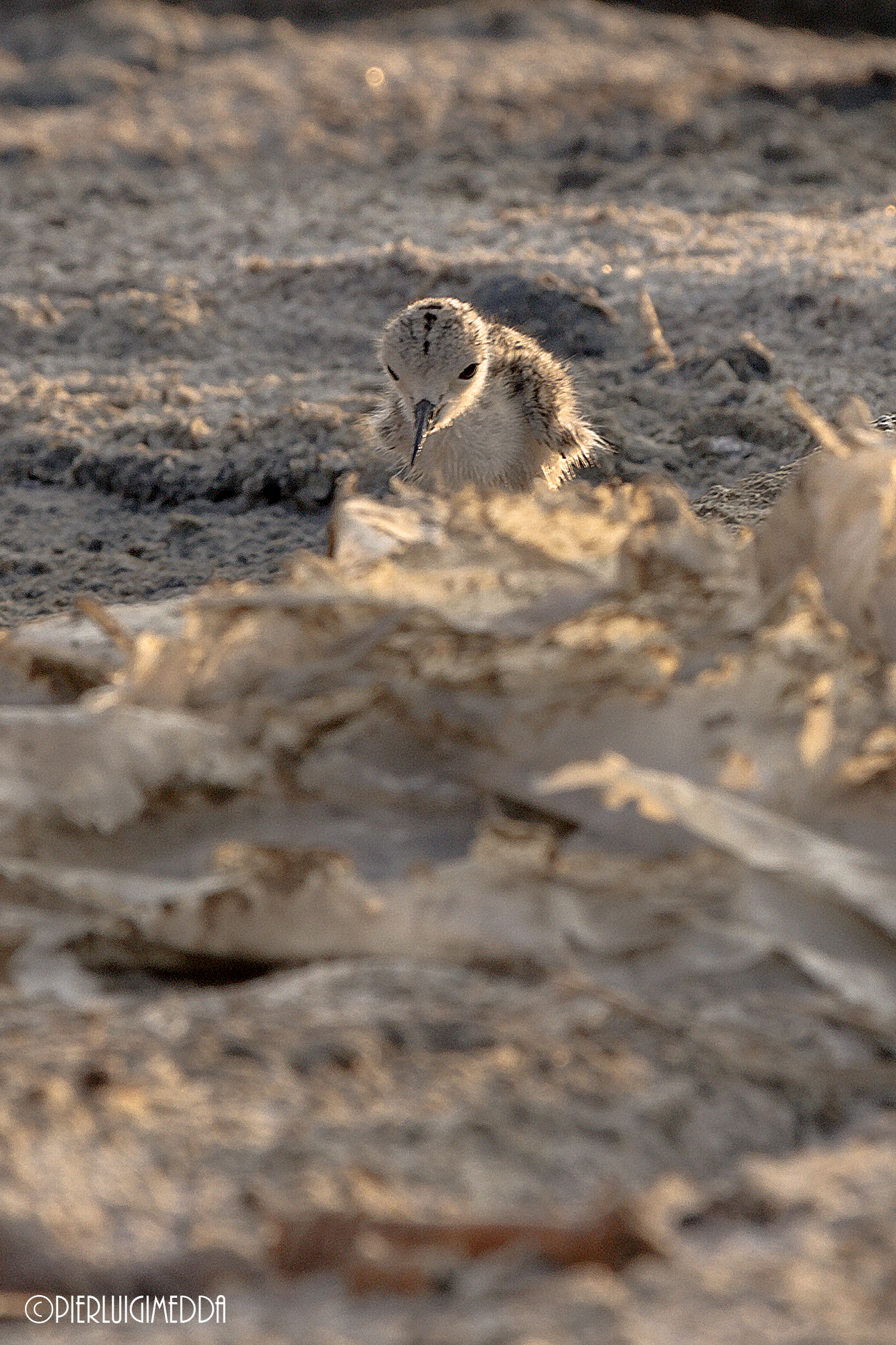 Mamma cavaliere d'Italia con il piccolo