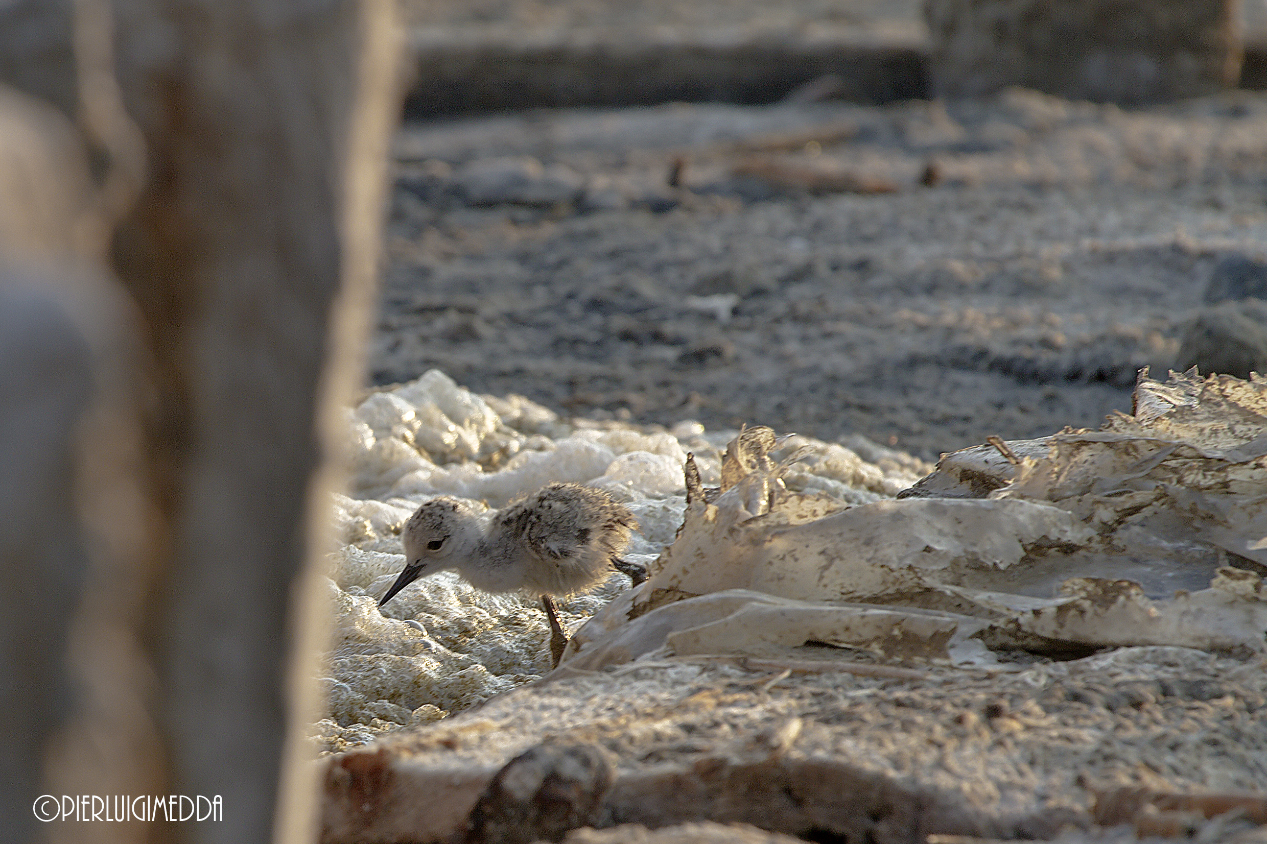 Pullo di cavaliere d'italia