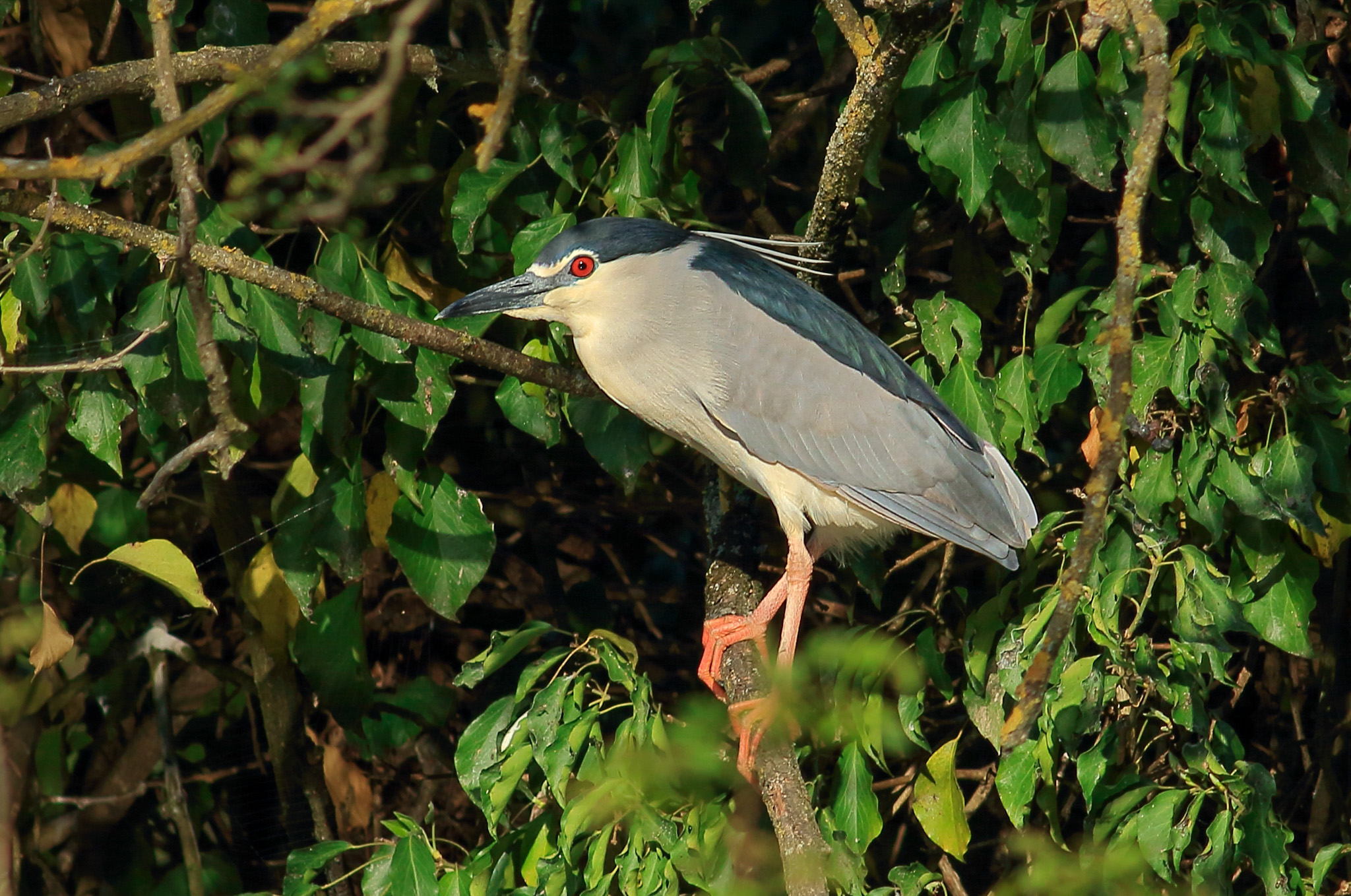 Night Heron