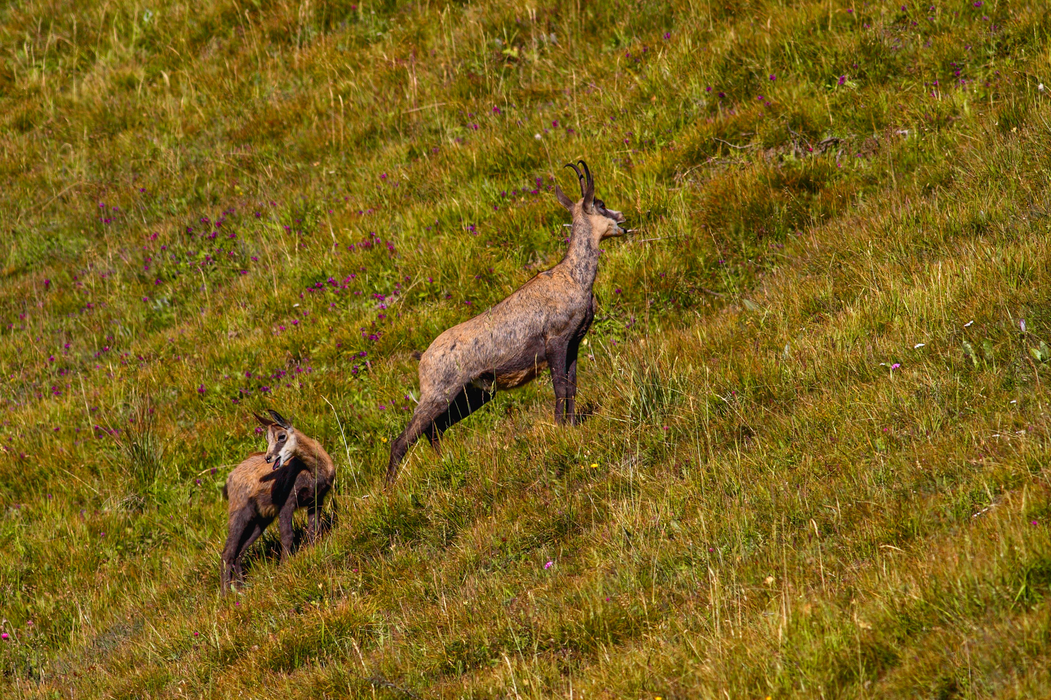 They too are out of breath