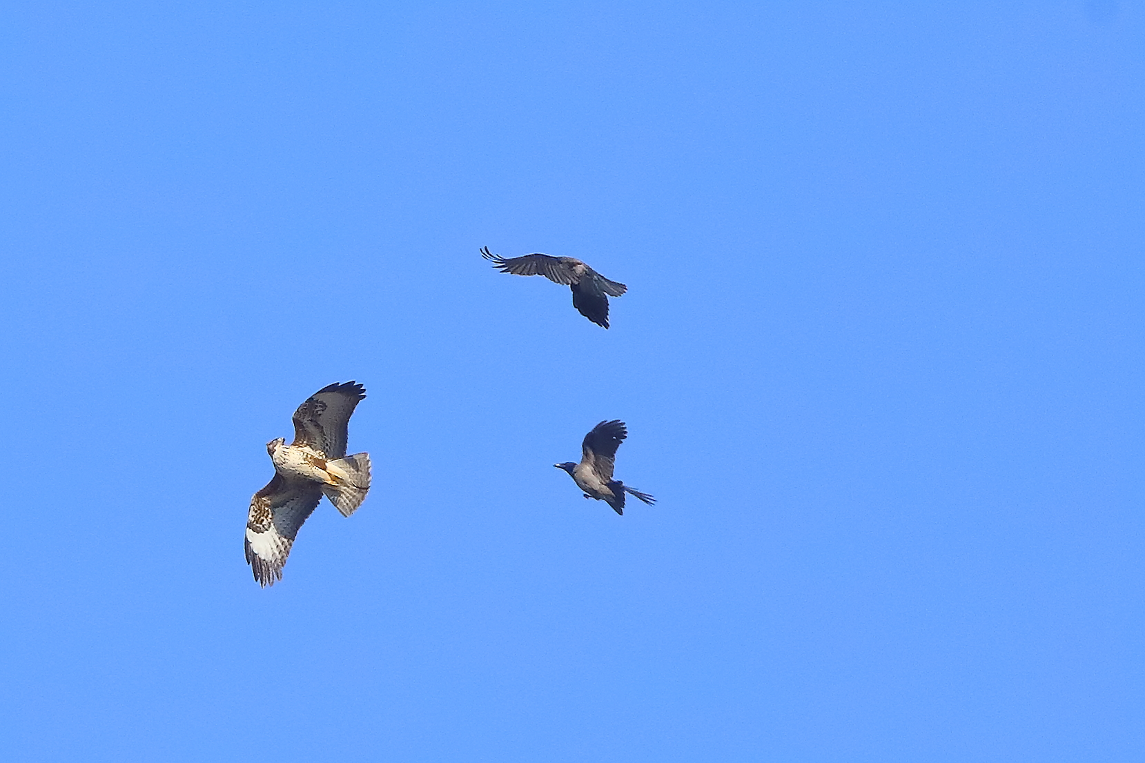 Mobbing 22 febbraio 2026