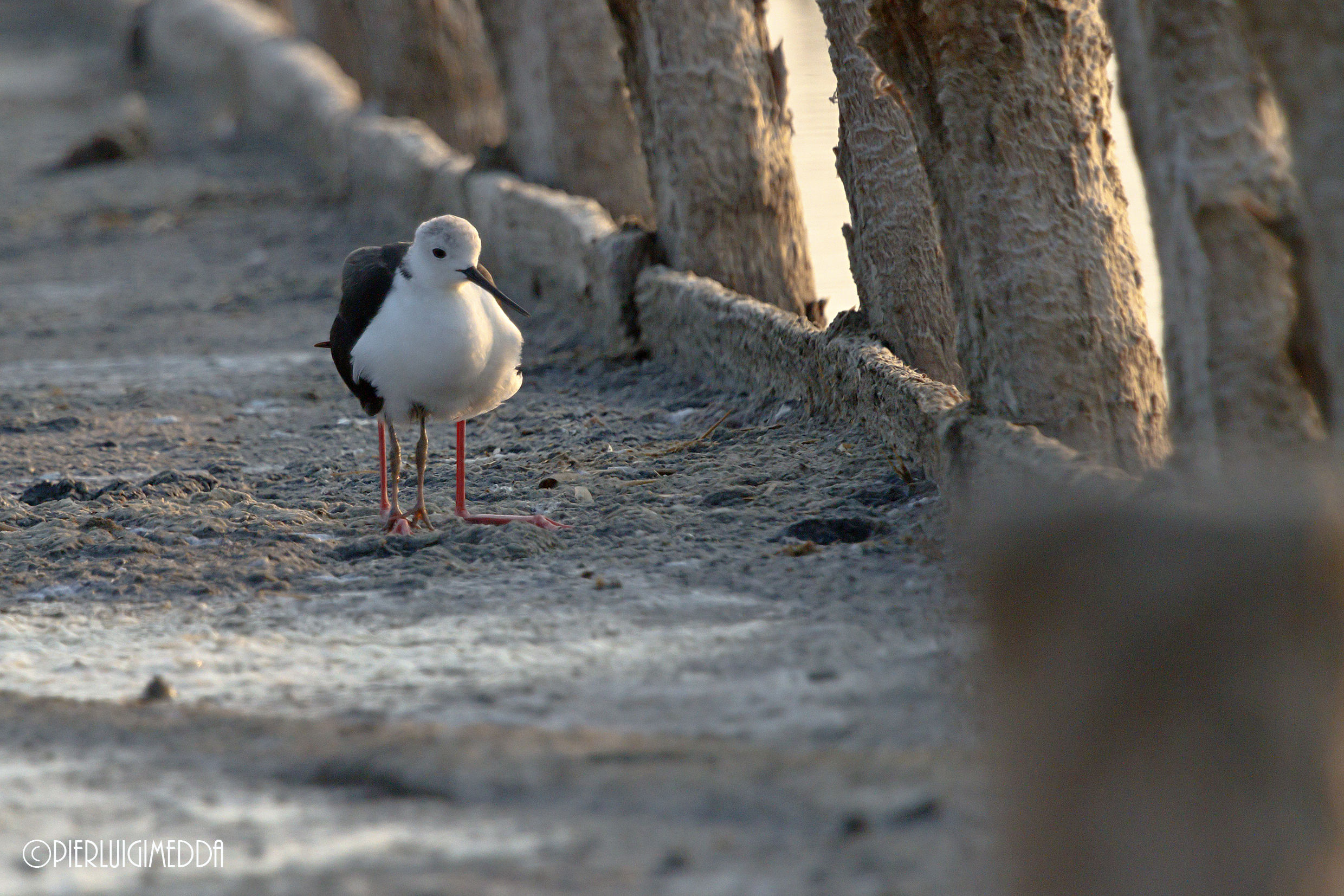 Dove è finito il Pullo?