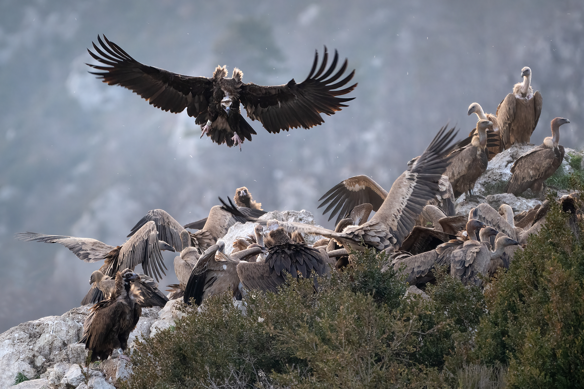 Grifone e Avvoltoio monaco