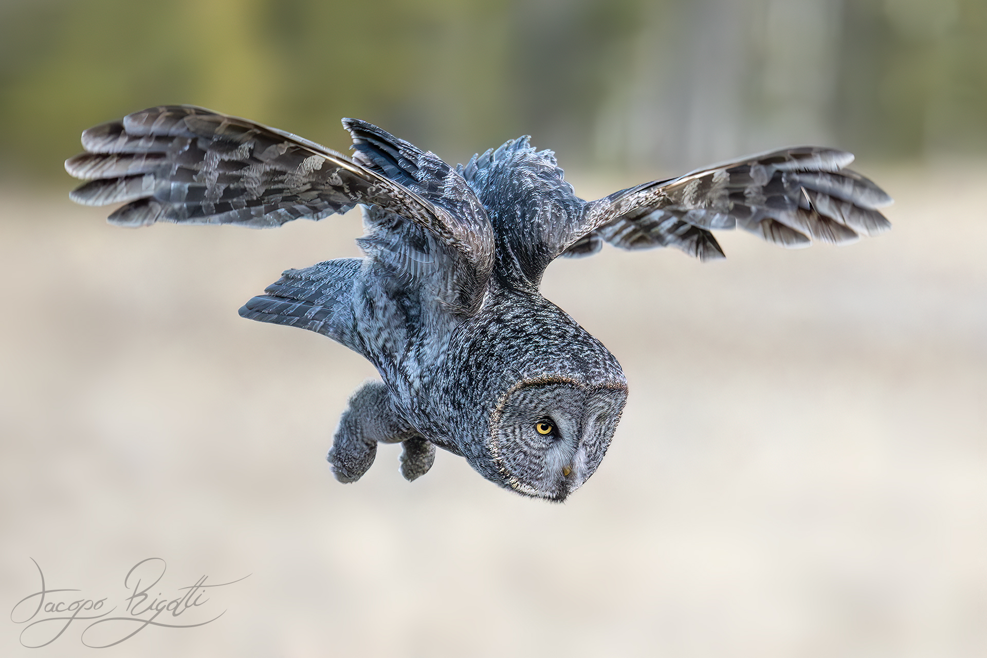 The attack of the Lapland tawny owl